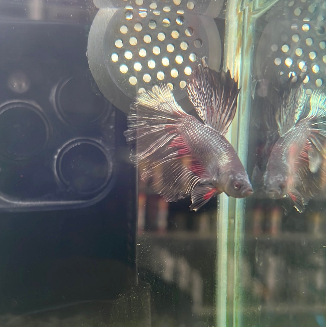 Copper black HalfMoon Betta