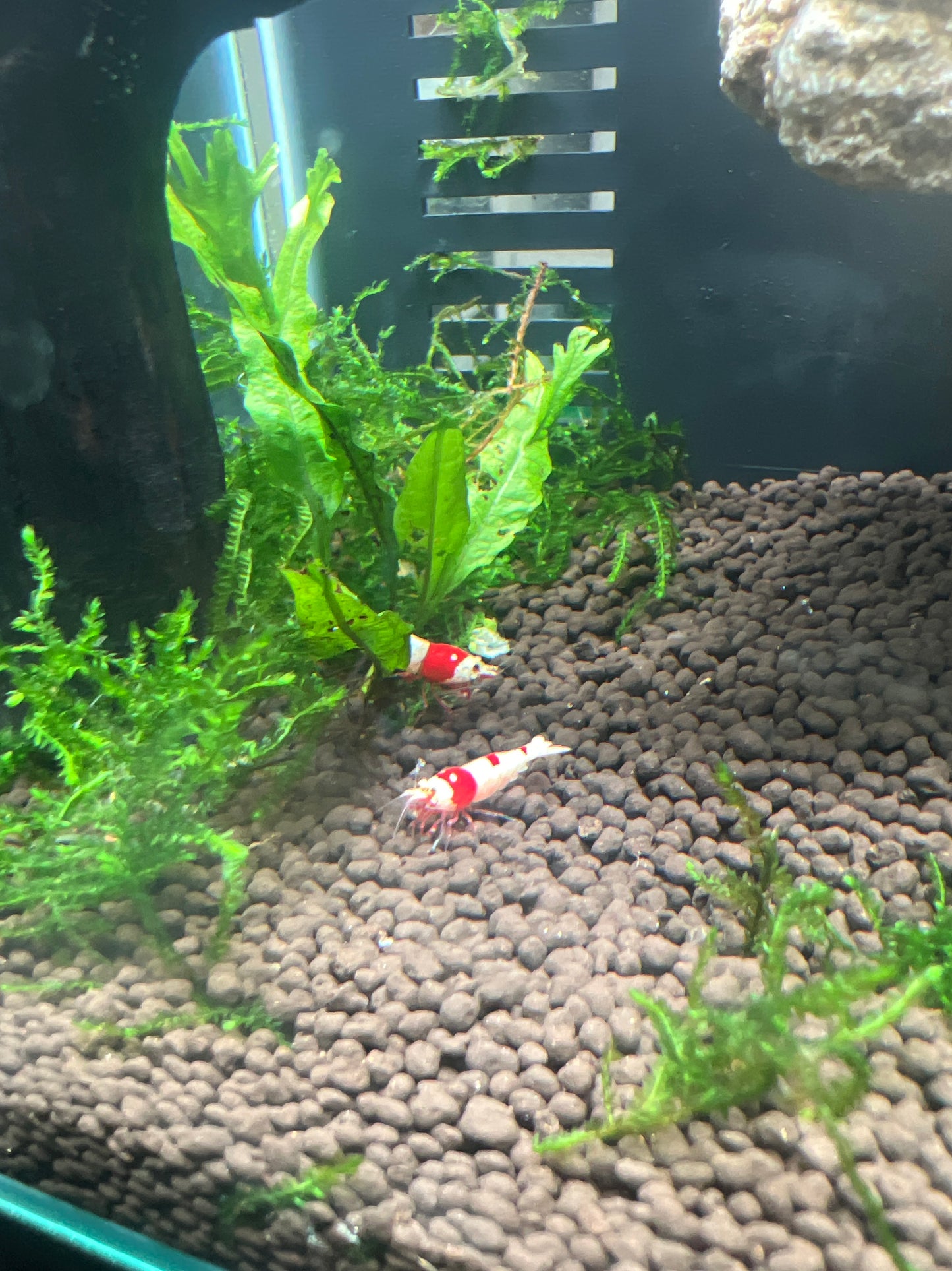 PRL shrimp Pure Red Line (Caridina cf. cantonensis)