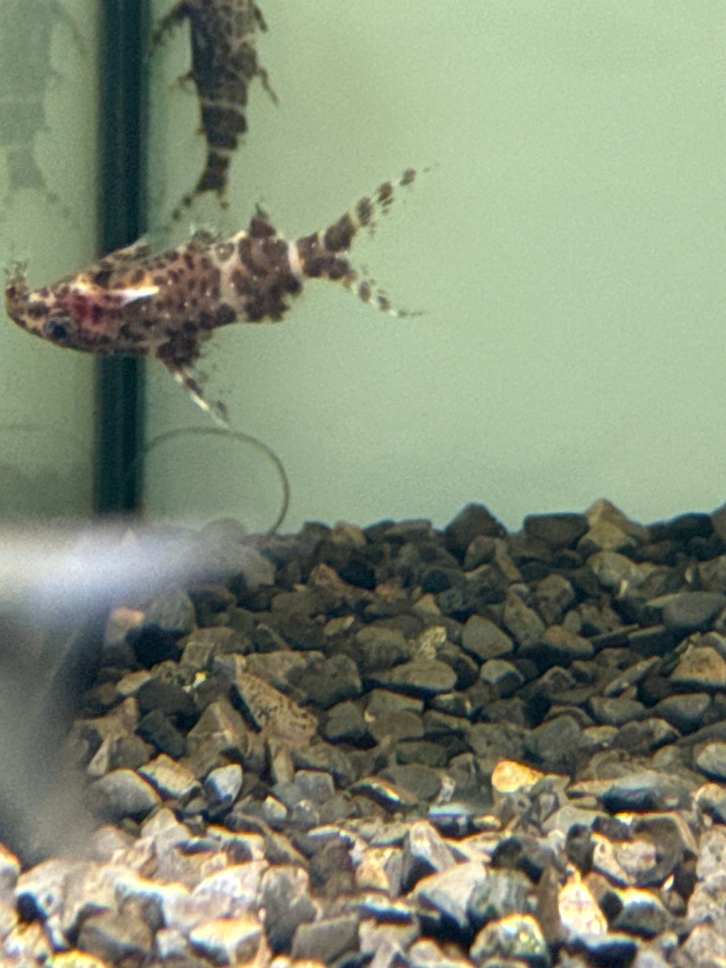 Upside Down Catfish (Synodontis nigriventris)