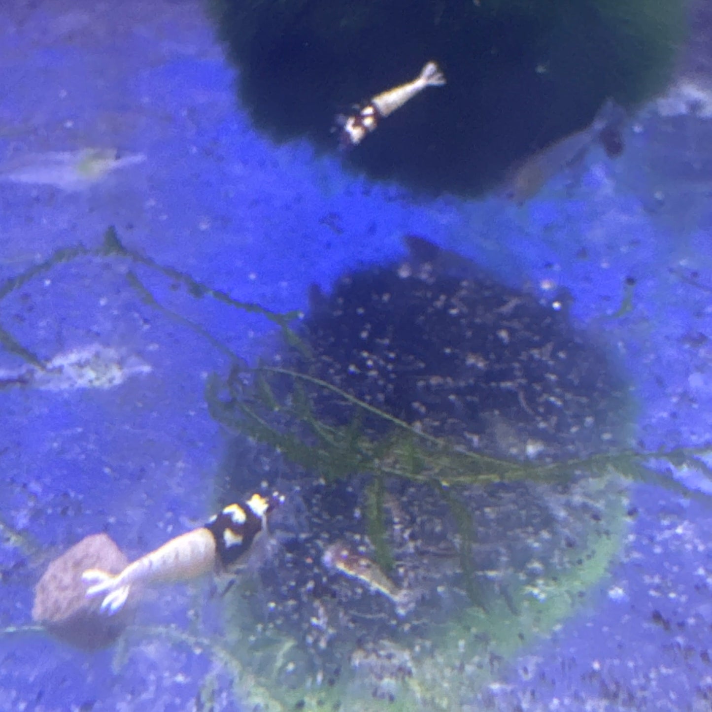 red German spotted pintos (Caridina)