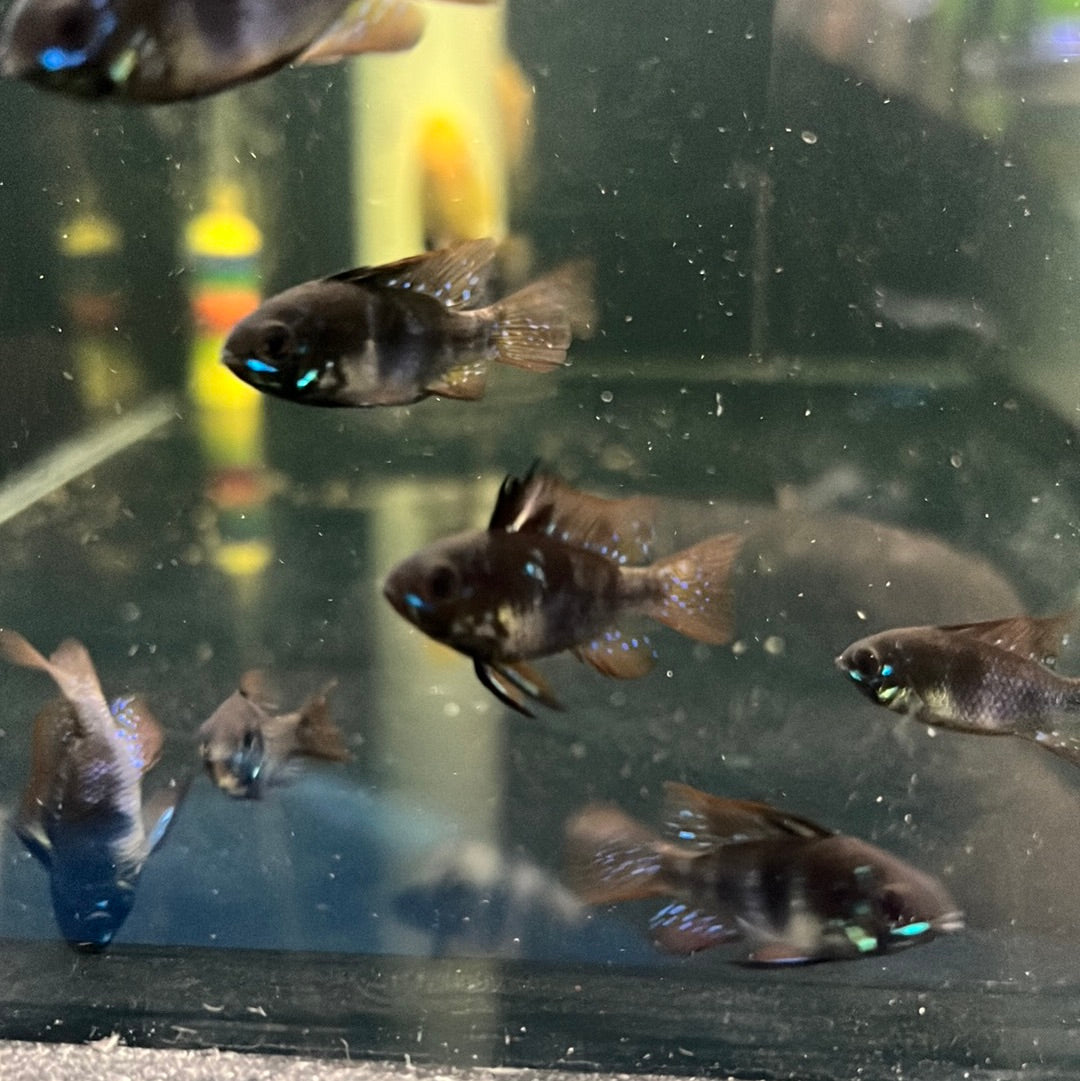 Blue Black Rams (Mikrogeophagus ramirezi)