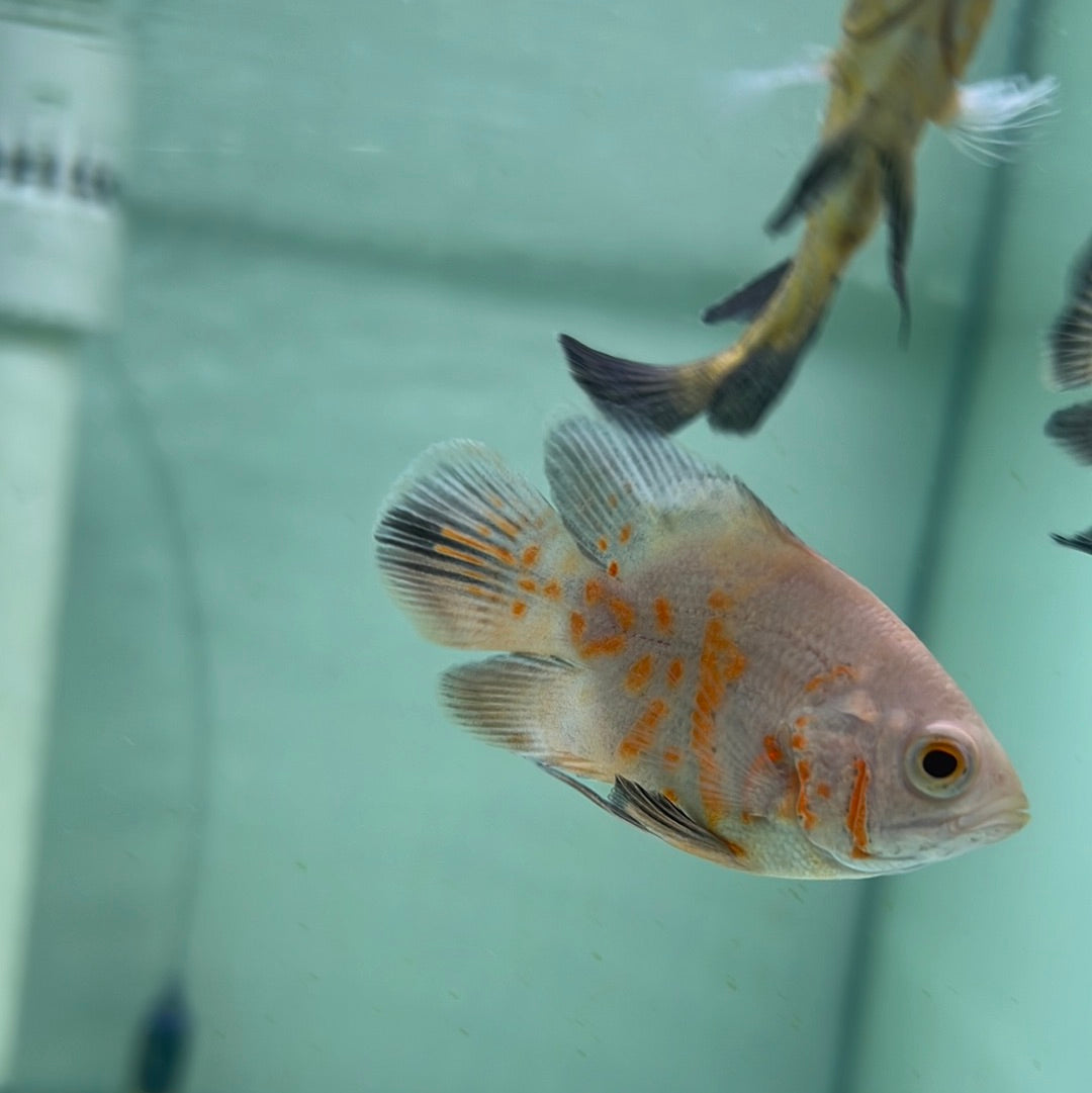 Balloon Albino Red Tiger Oscar (Astronotus ocellatus)