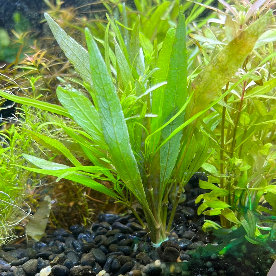 Hygrophila salicifolia Willow Leaf SUBMERSED/BUNCH S019