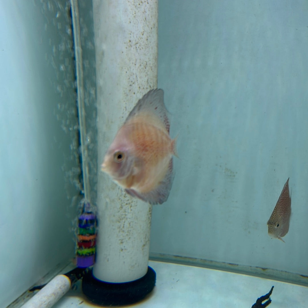 Red Stardust Discus (Symphysodon sp.)