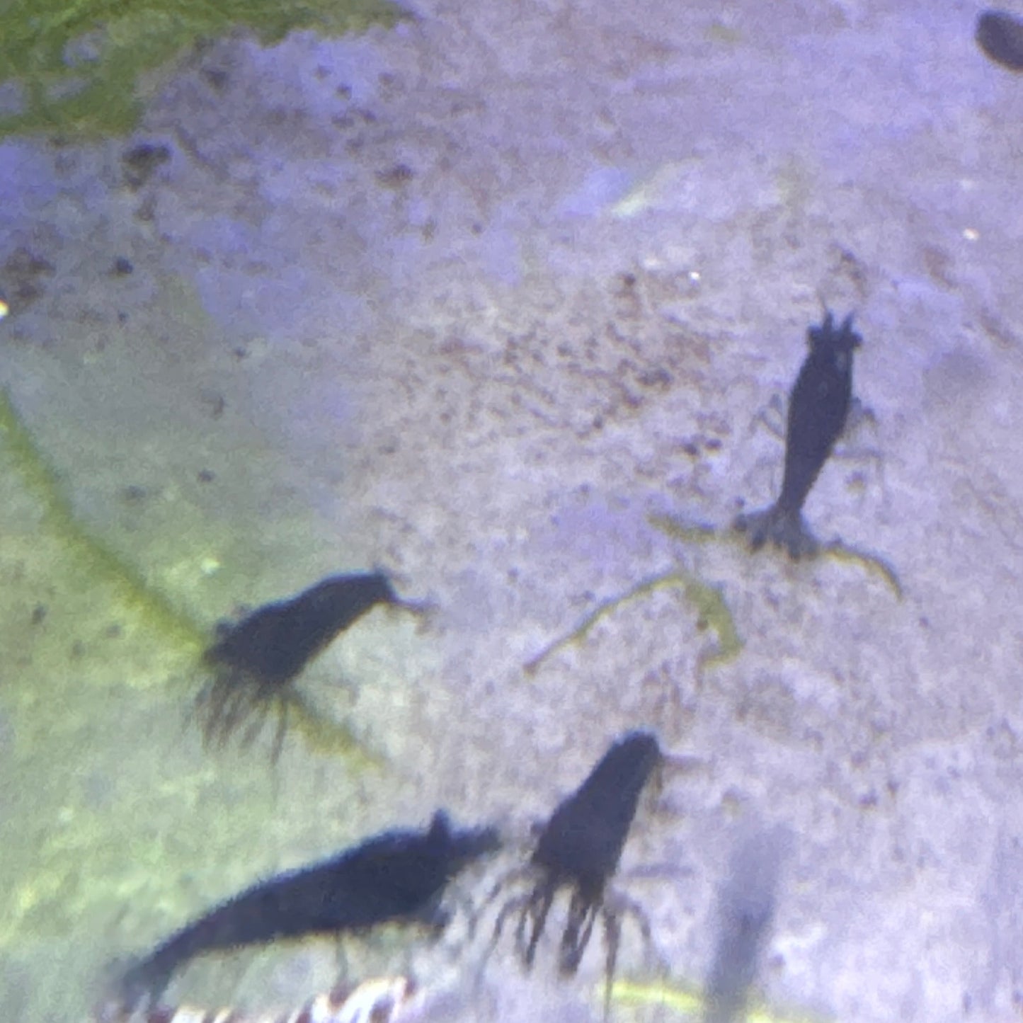 black rose shrimp (Neocaridina)