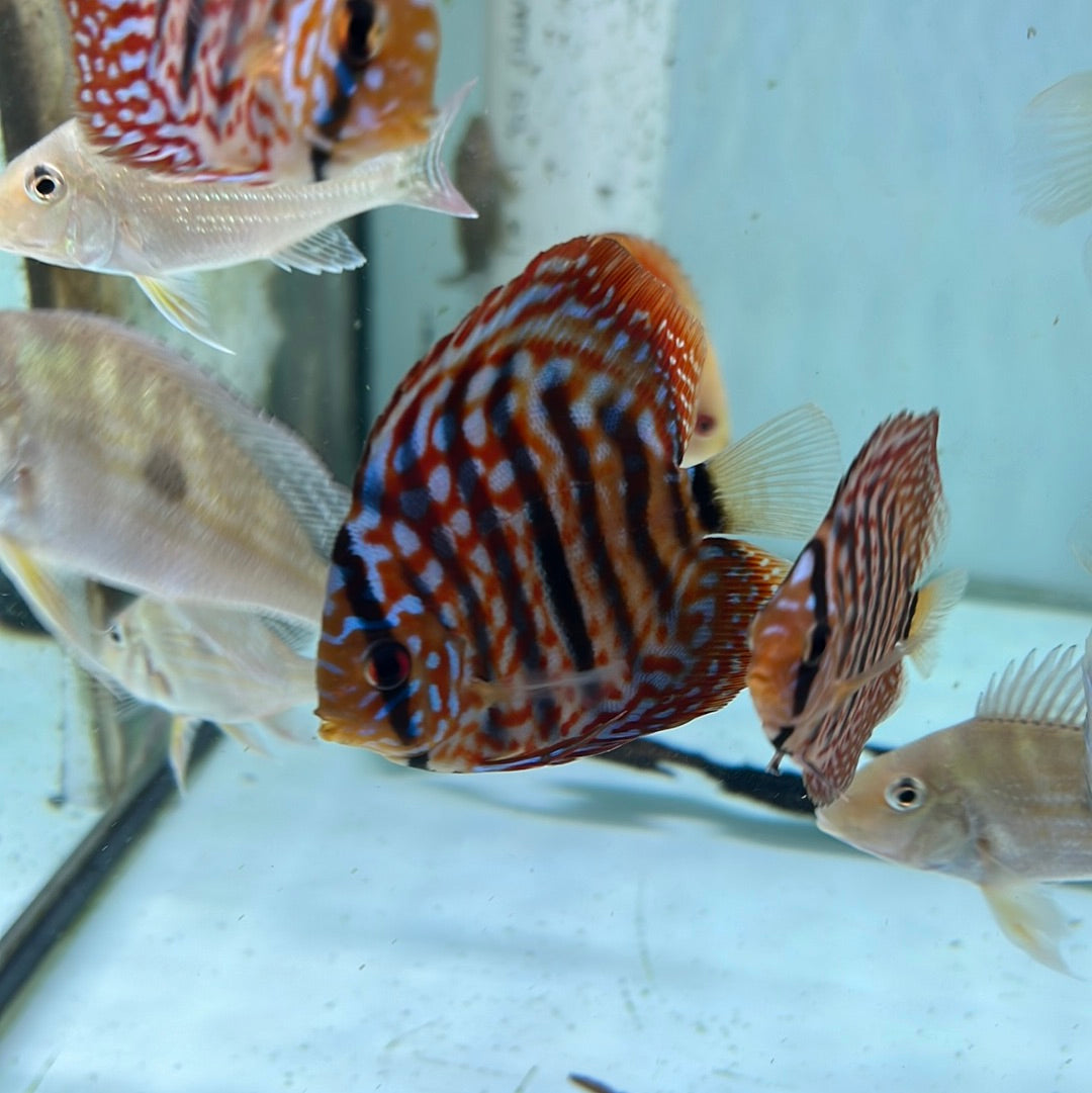 Red Turquoise Discus (Symphysodon sp.)