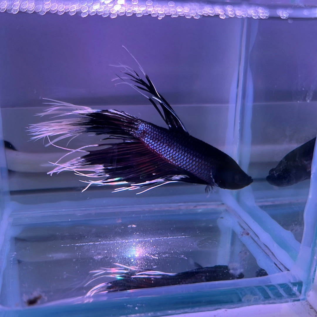 White Tip Black Crown Tail Betta (Betta splendens)