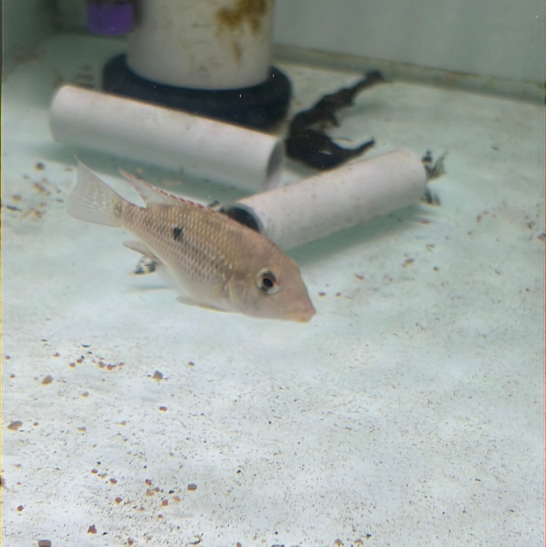 Gold Dust Eartheater (Geophagus alto sinu)