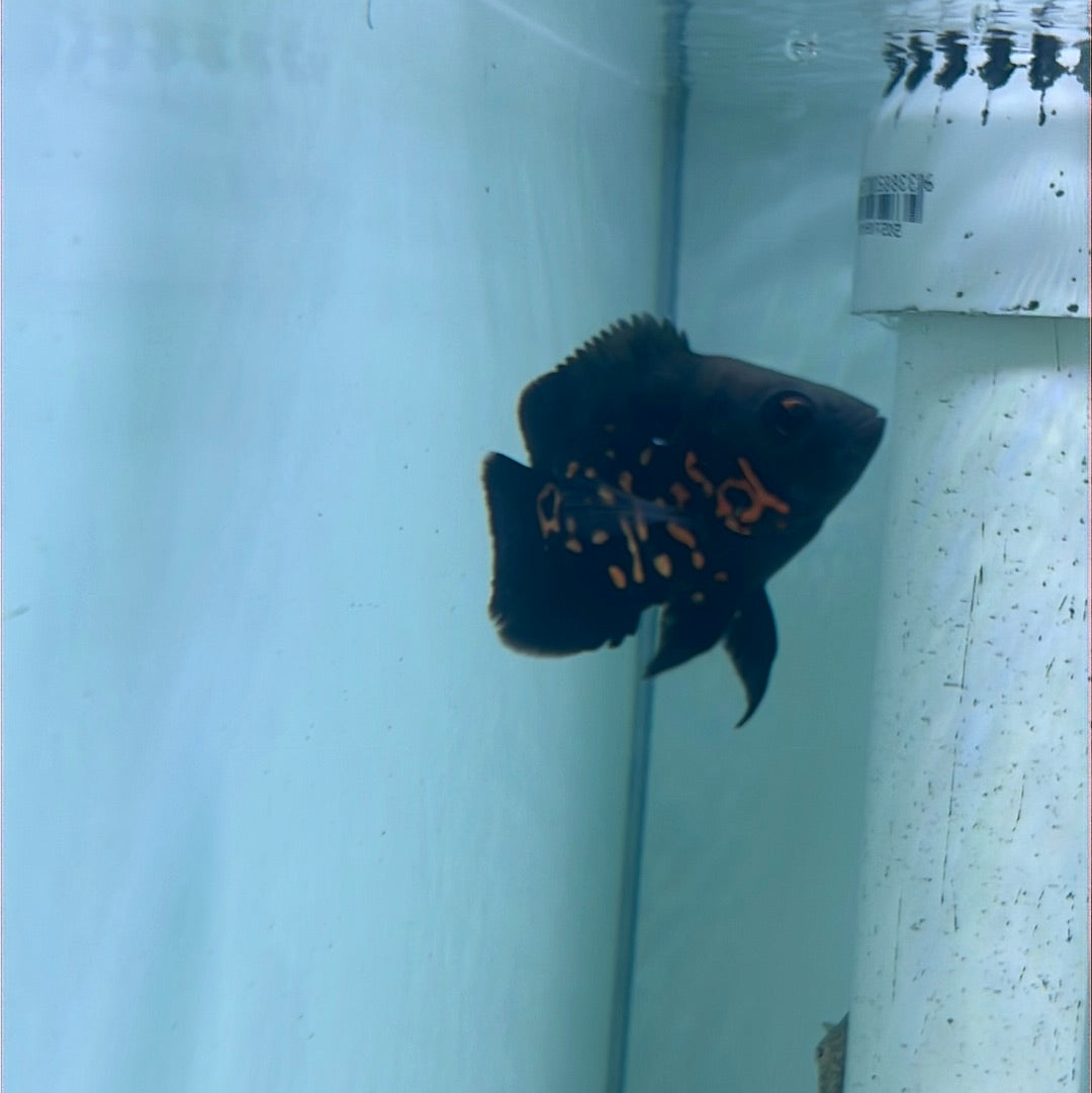 Balloon Red Tiger Oscar (Astronotus ocellatus)