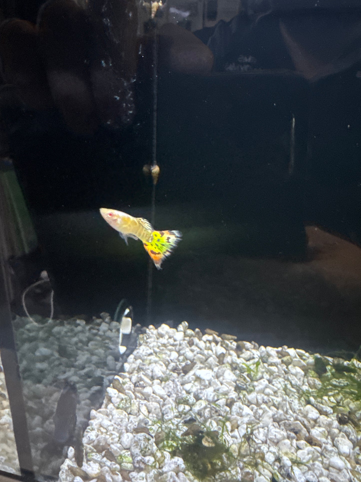 Guppies pairs (Poecilia reticulata)