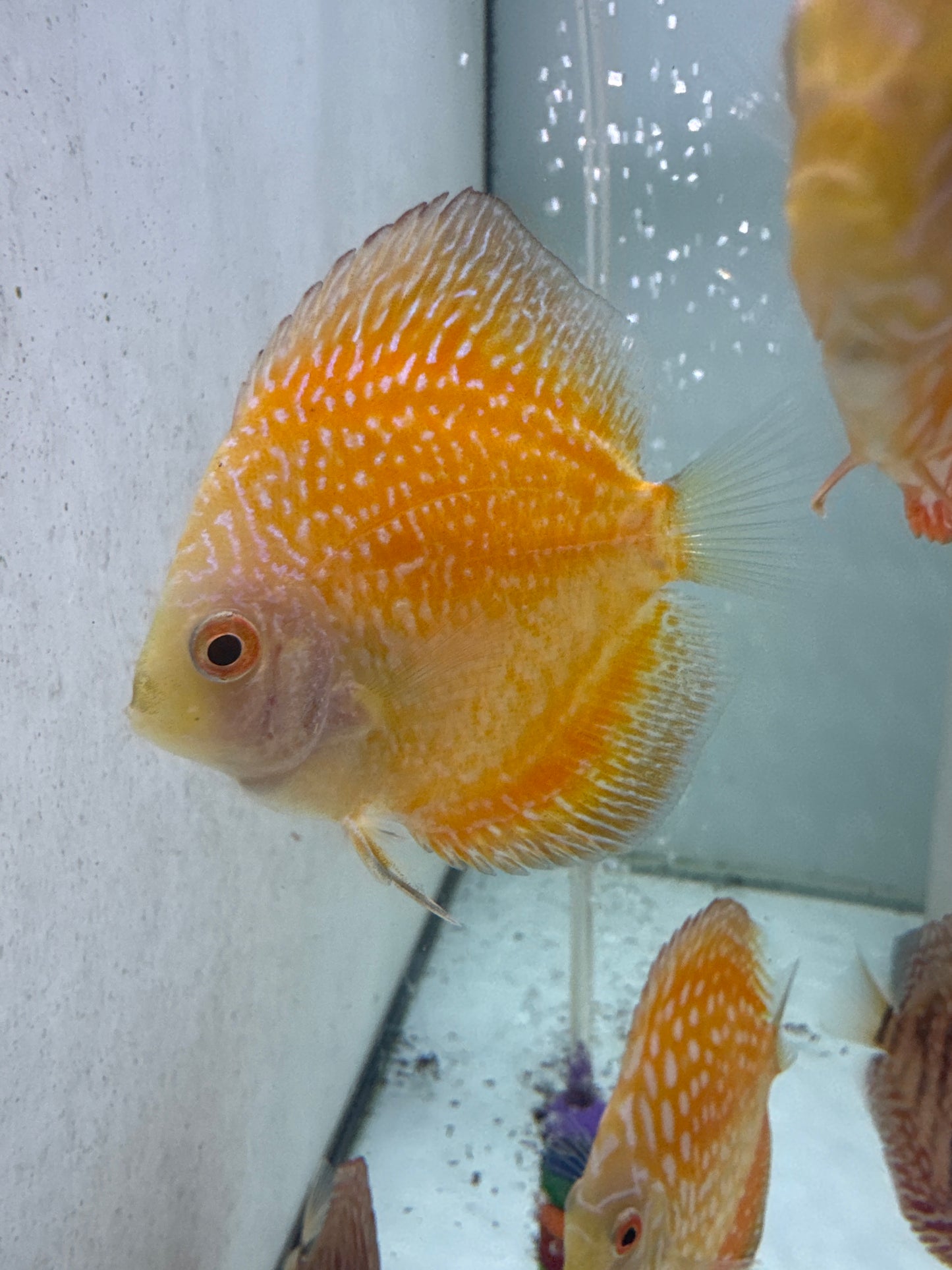 Yellow Stardust Discus (Symphysodon sp.)