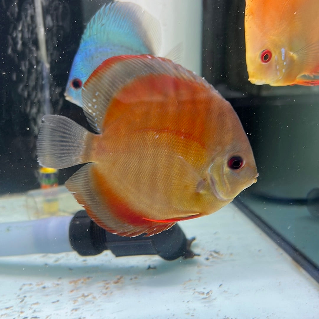 Sun Merah Discus (Symphysodon sp.)