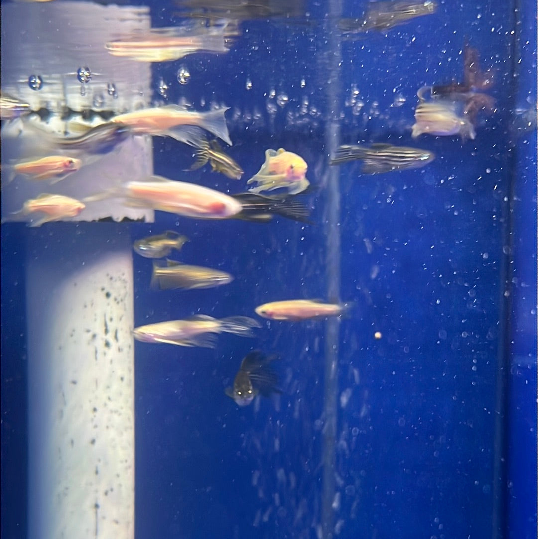 Assorted Long-fin Danio (Brachydanio sp.)
