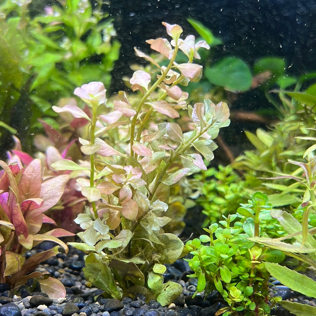 Ludwigia ovalis SUBMERSED/BUNCH S129