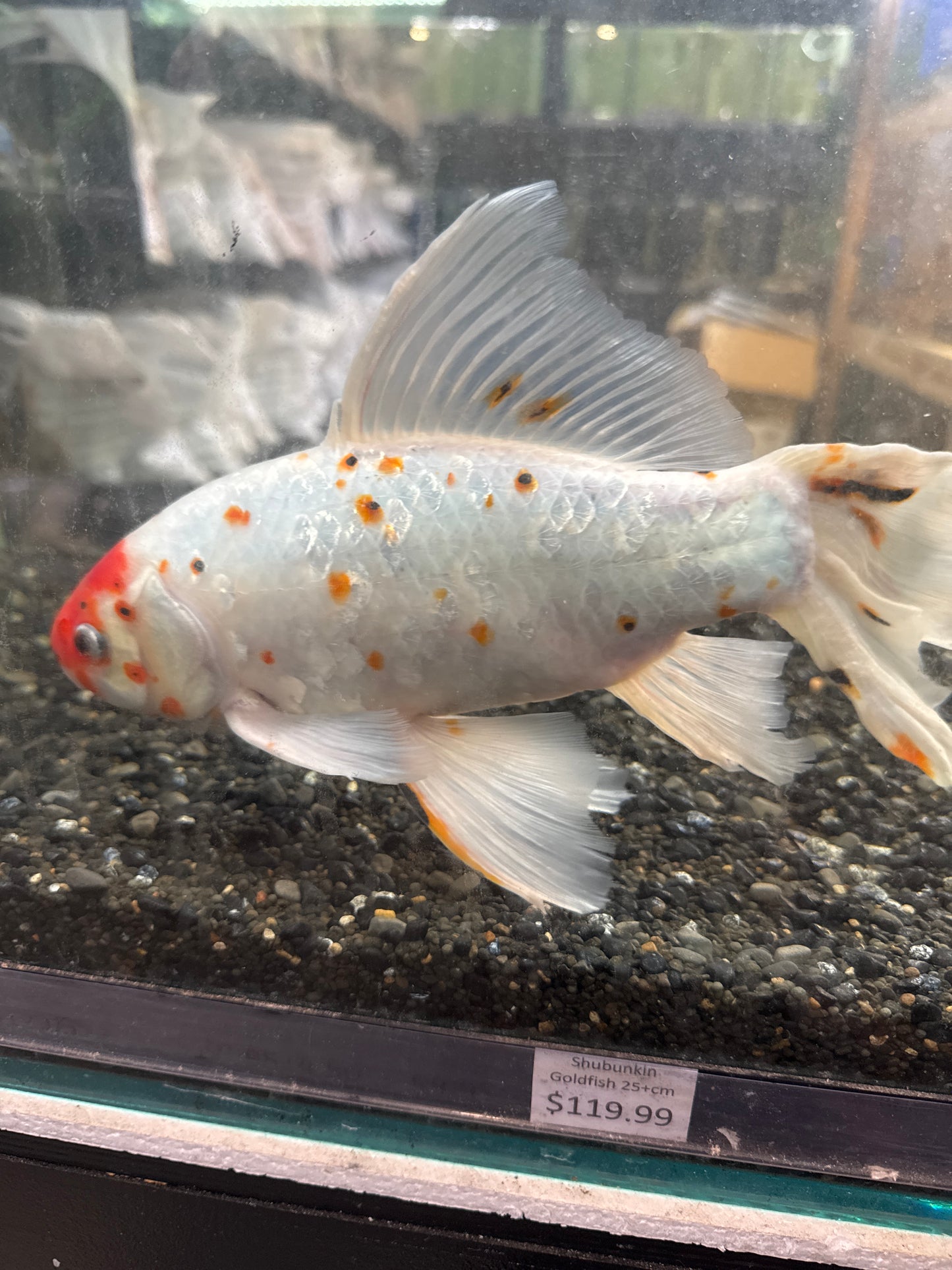 Shubunkin Goldfish (Carassius auratus)