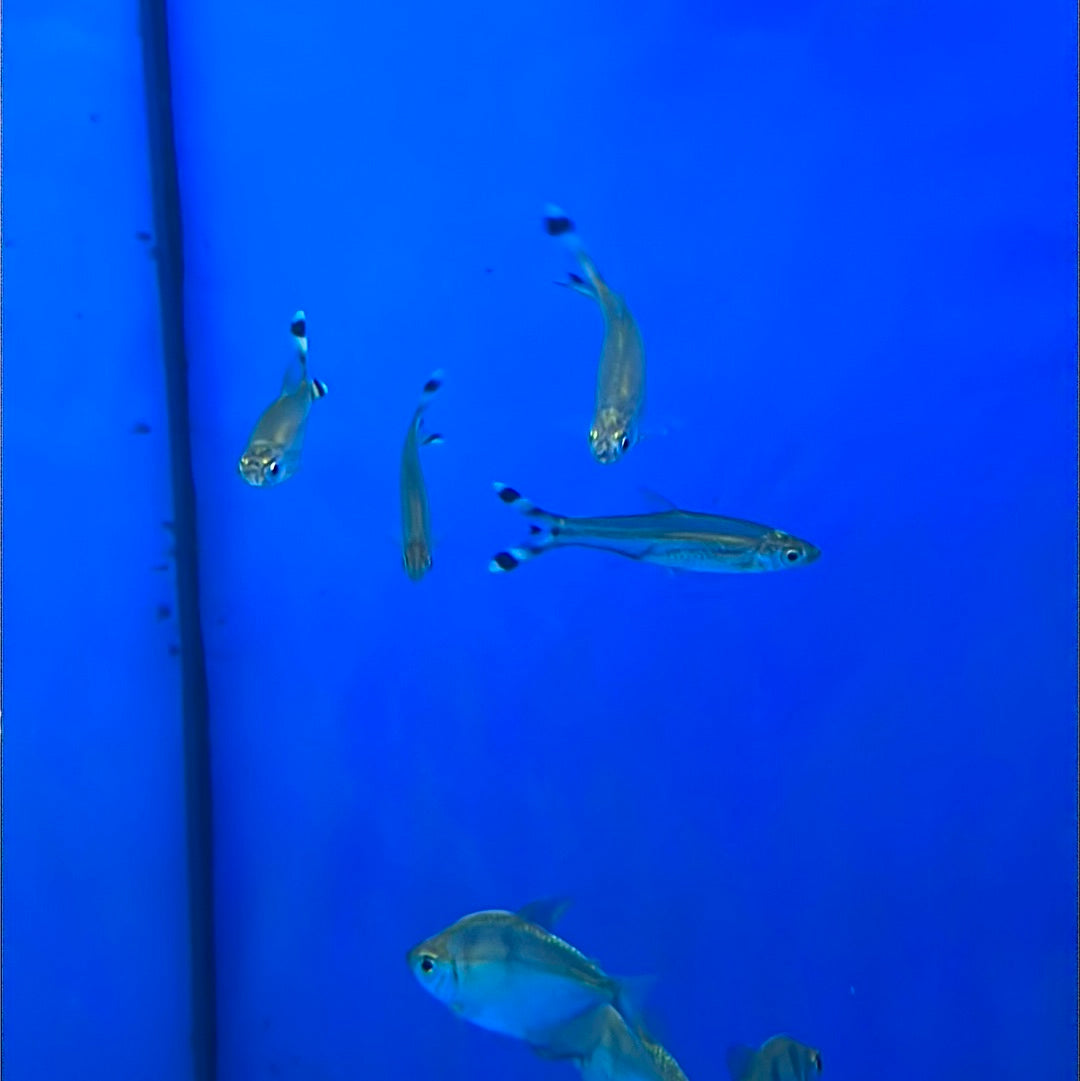 Black Scissor tail Rasbora (Rasbora trilineata)
