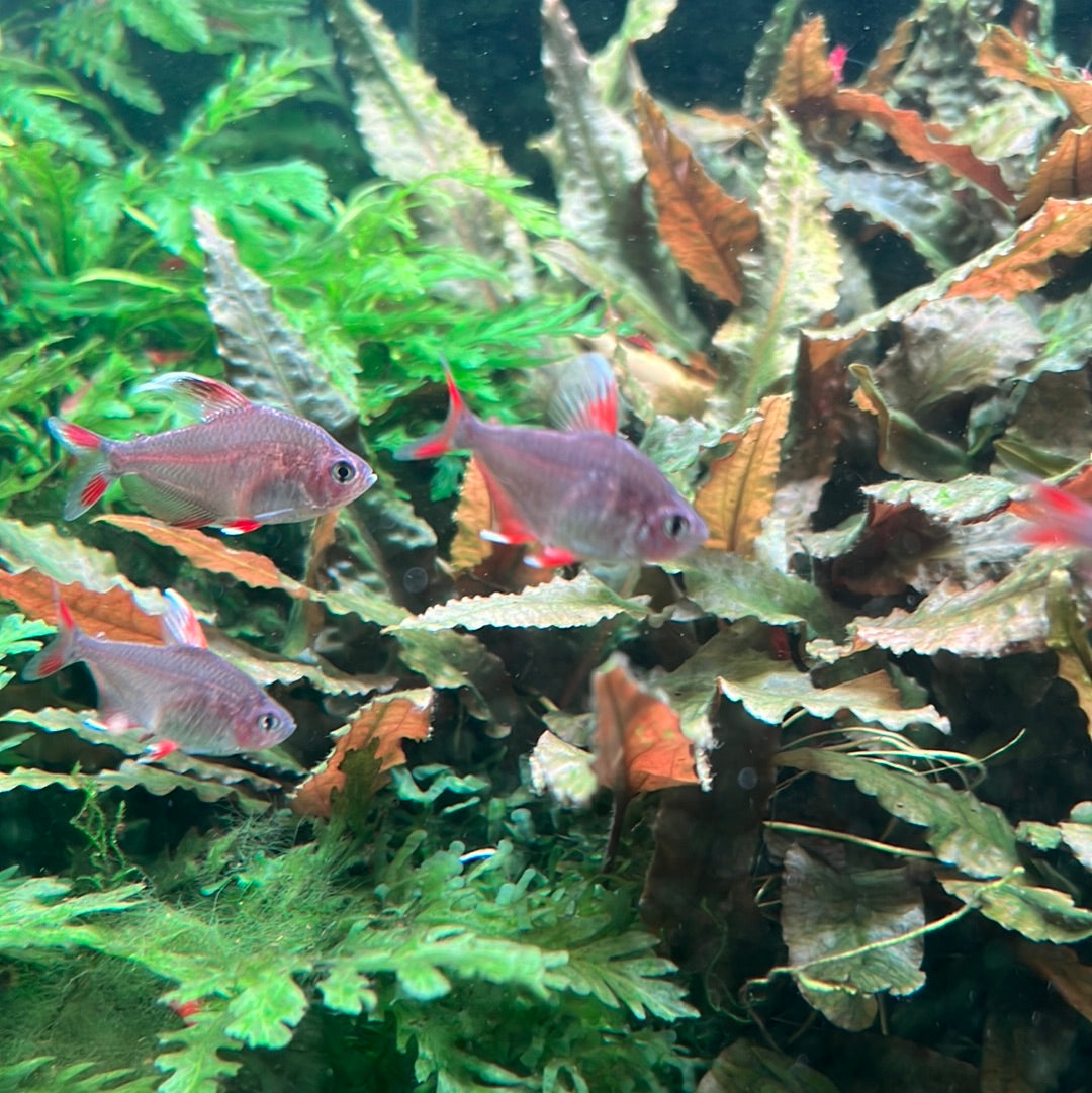 White Finned Tetra (Hyphessobrycon sp. ornatus)