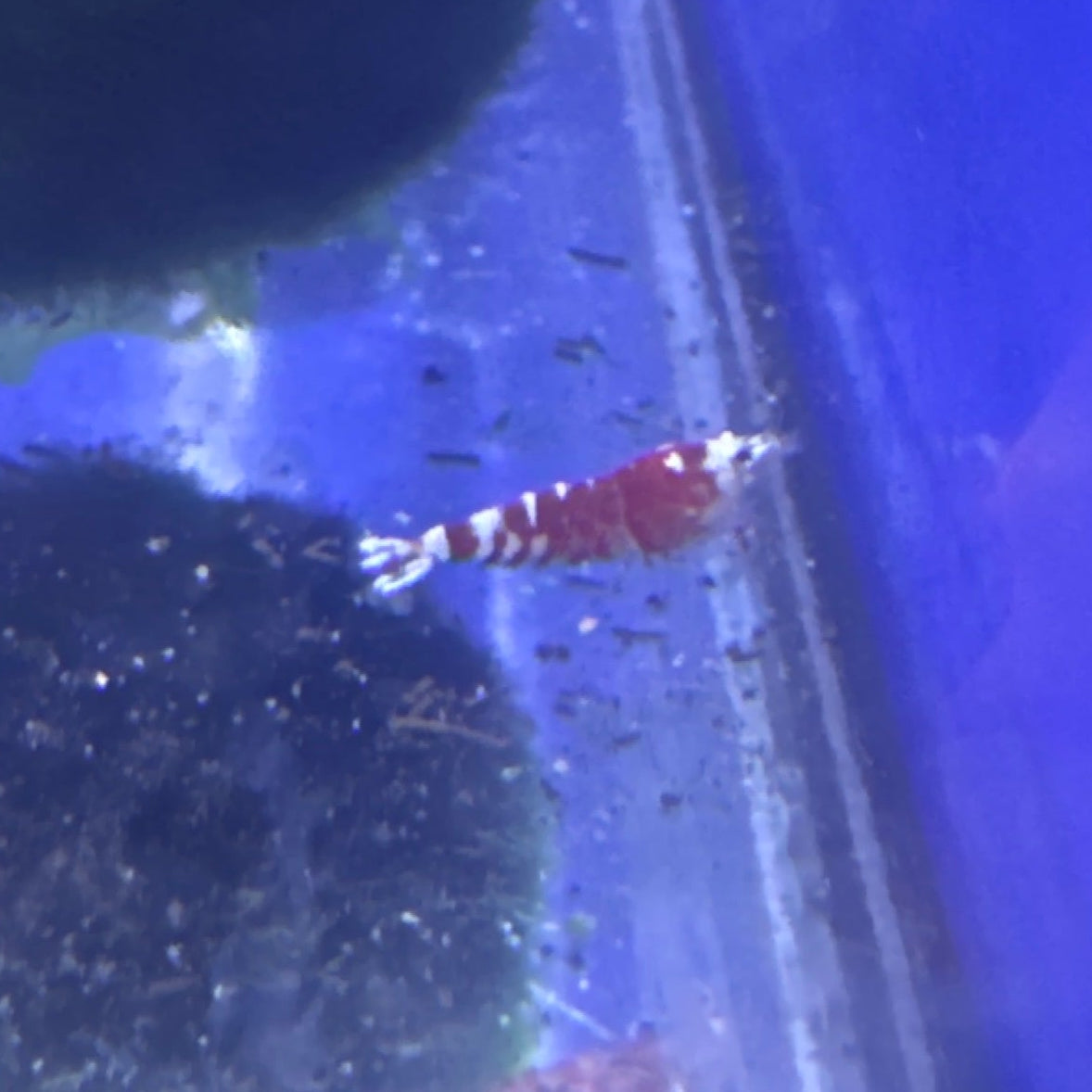 red fancy tigers (Caridina)