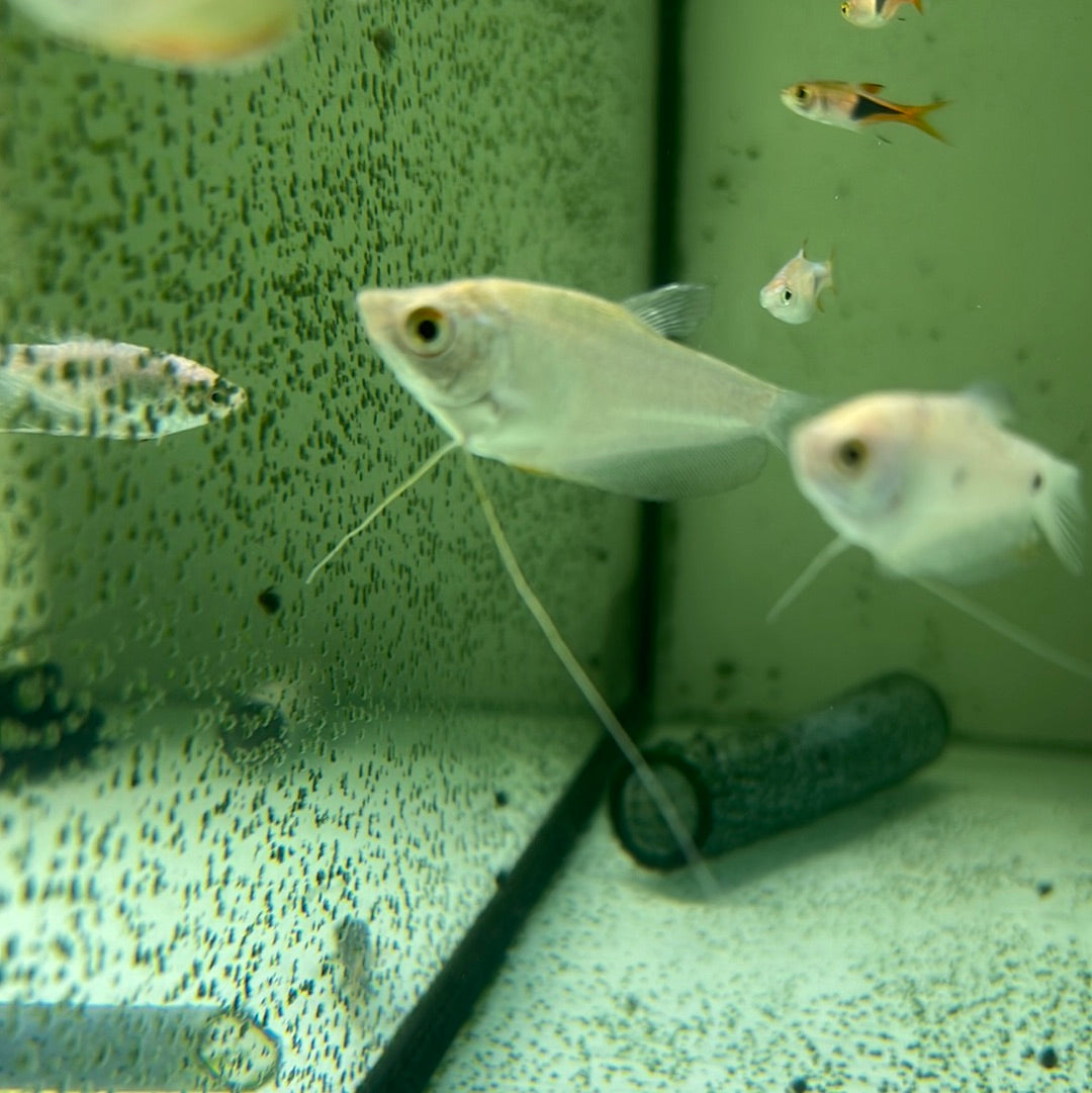 Silver gourami