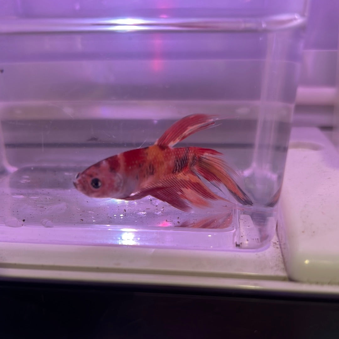 Veiltail Koi Betta