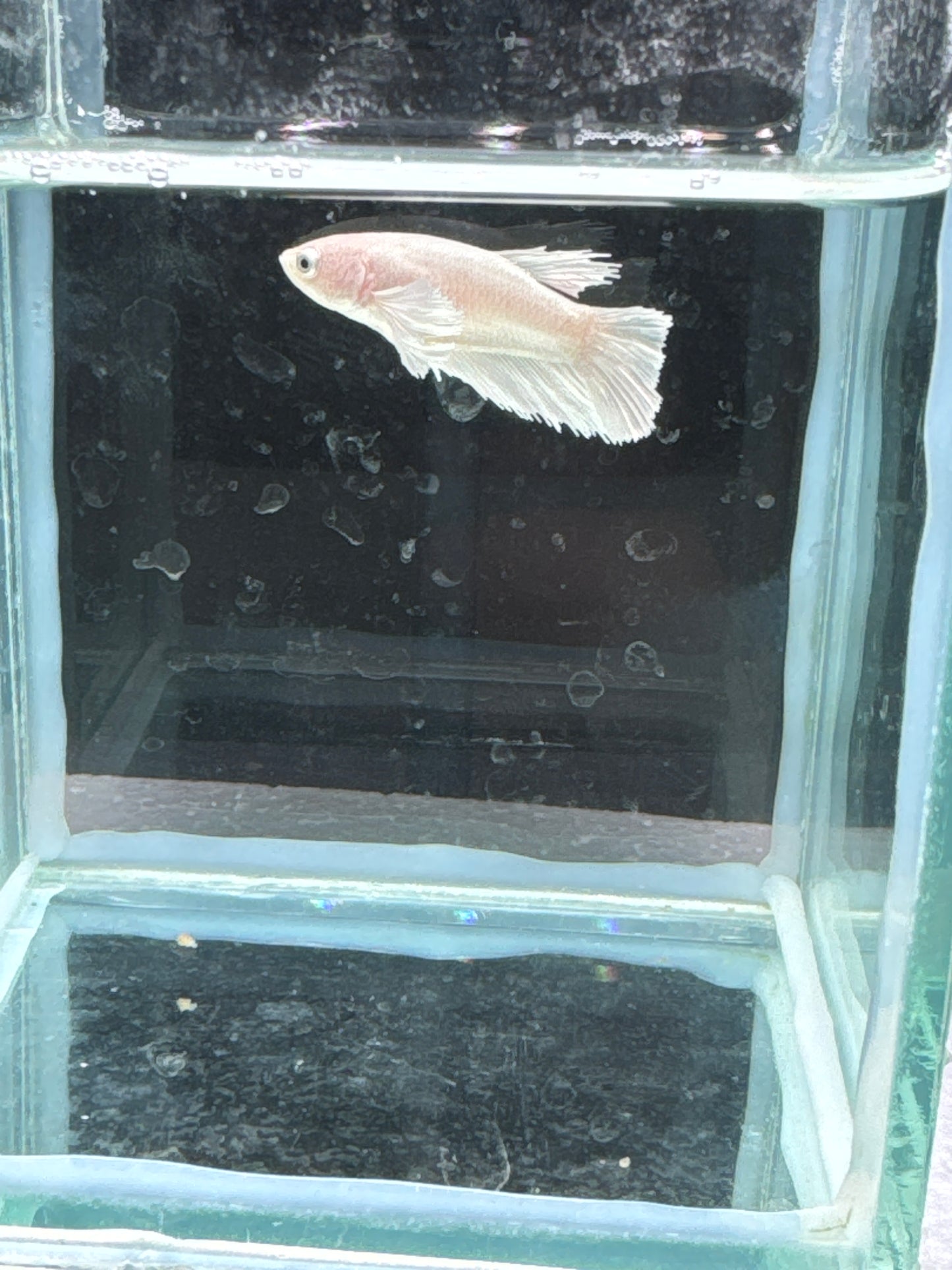Platinum Dumbo Betta
