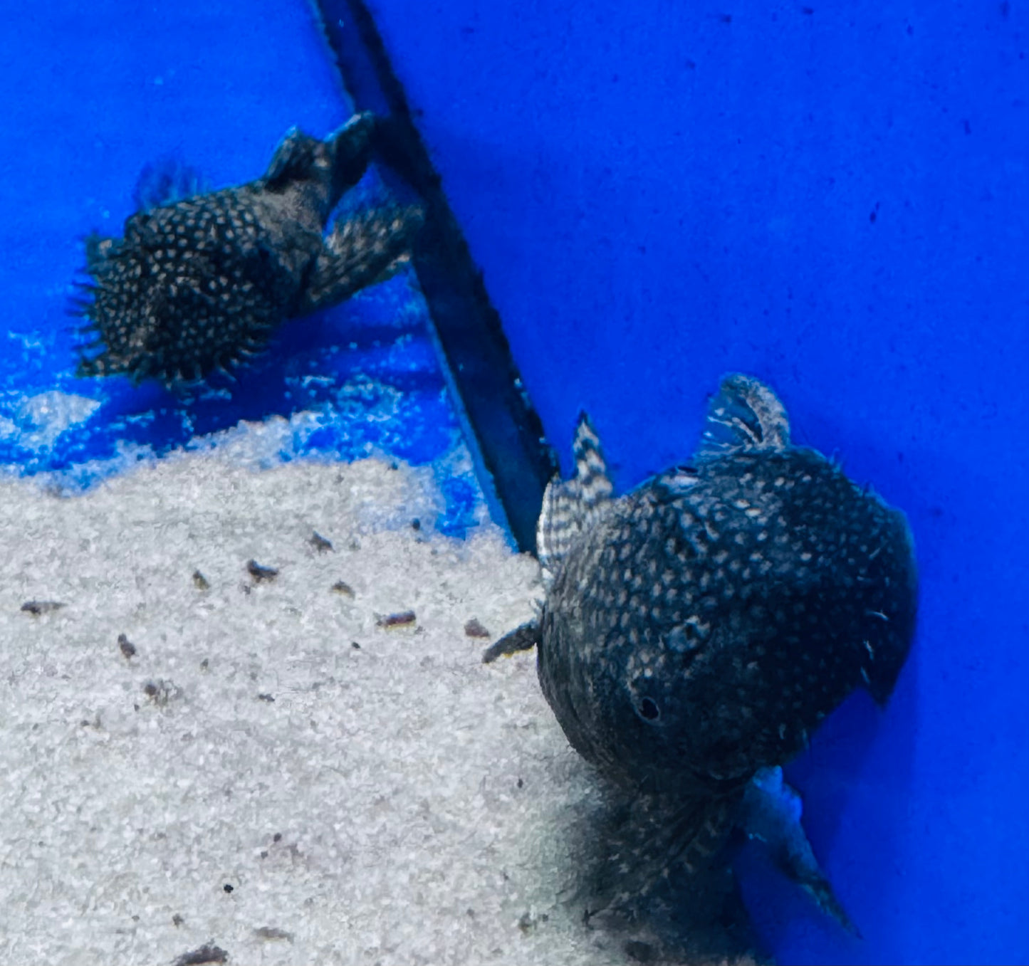 Bristlenose (Ancistrus species)