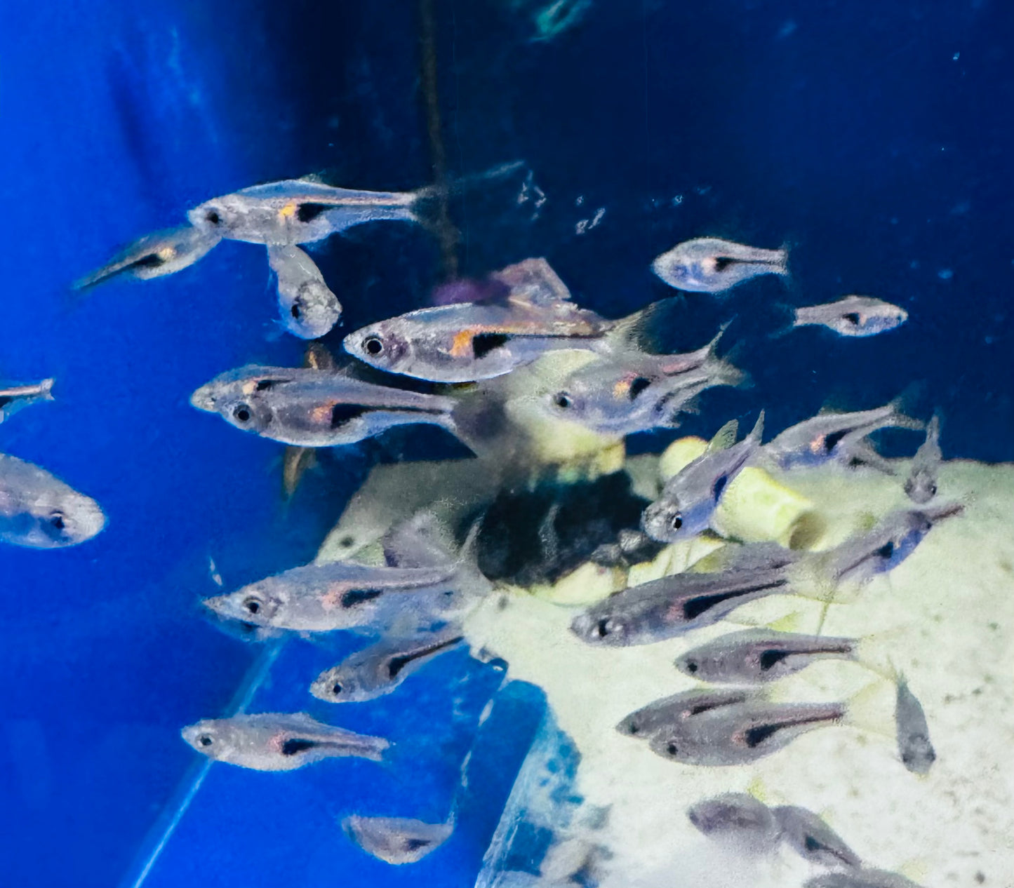 Hengeli Rasbora (Trigonostigma hengeli )