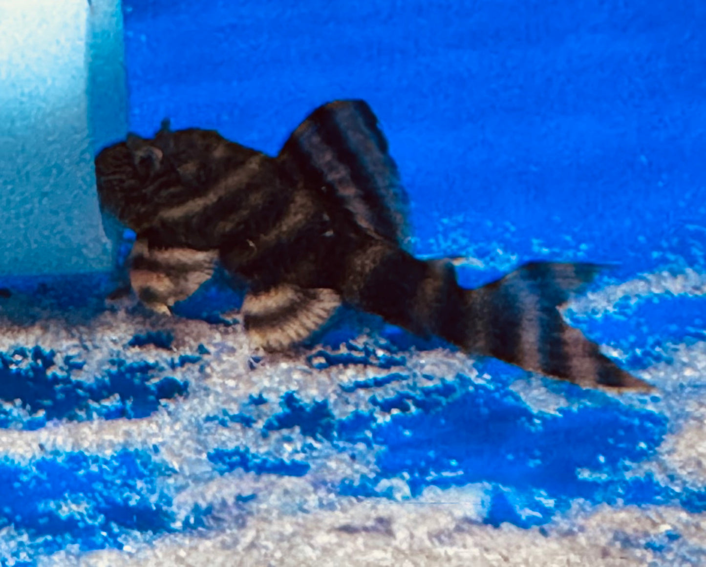 L397 Alenquer Tiger Pleco (Panaqolus sp.)