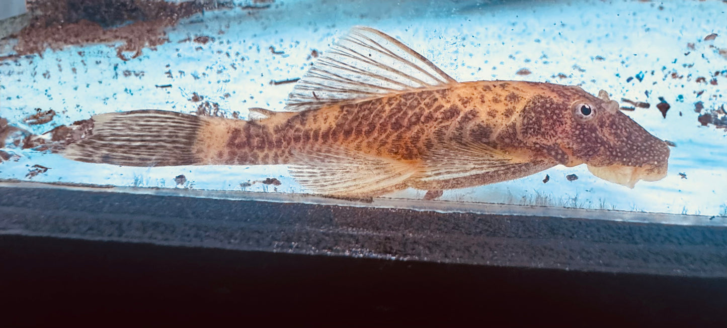Calico Bristlenose