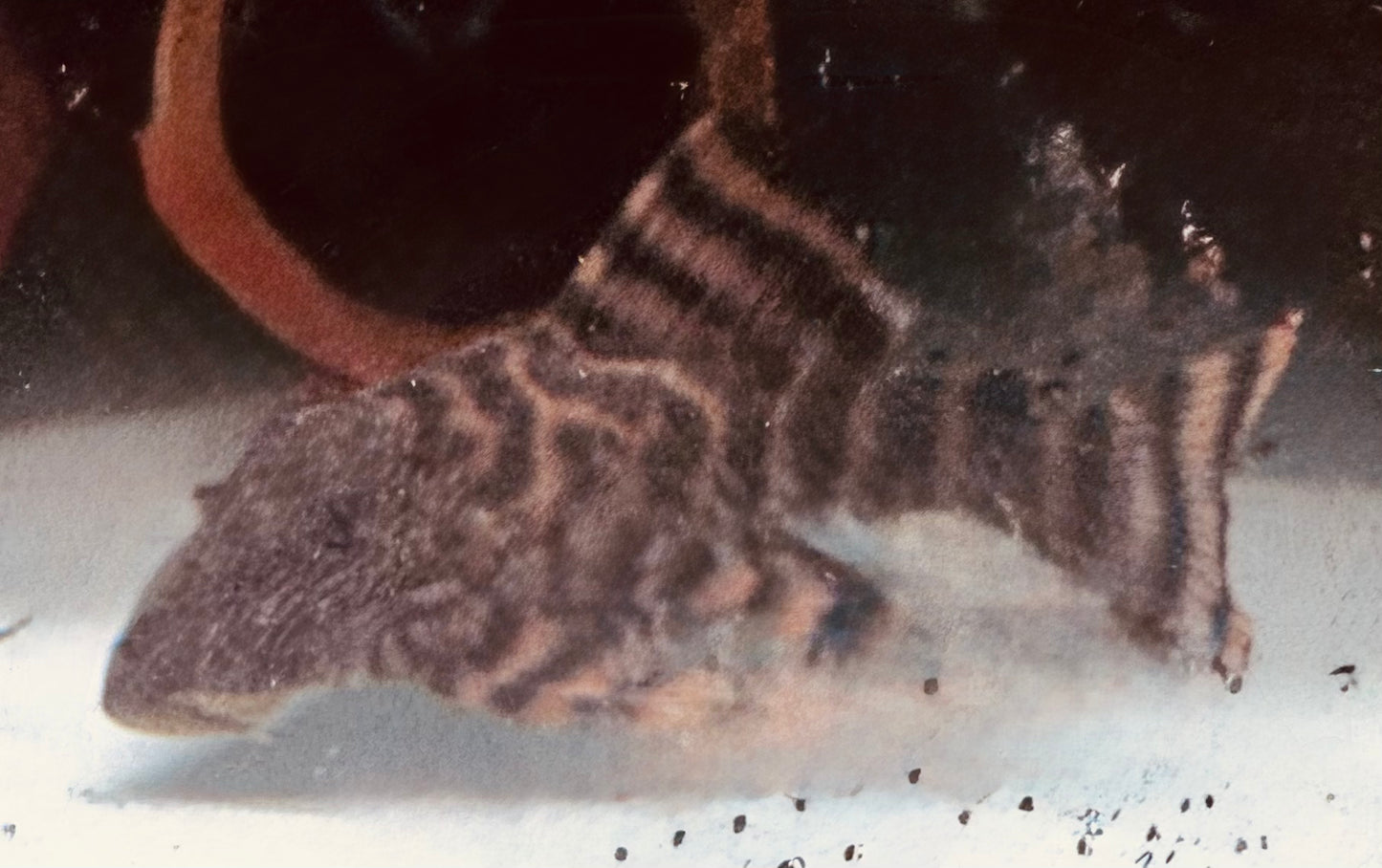 L397 Alenquer Tiger Pleco (Panaqolus sp.)