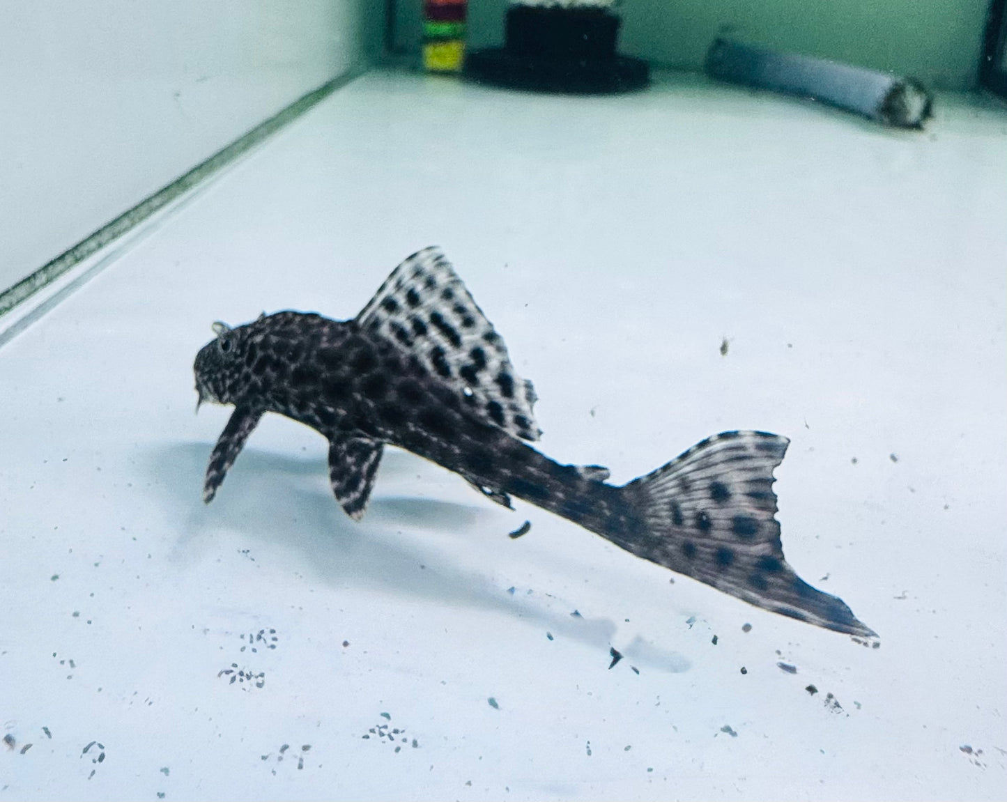 Common Plecostomus ( Hypostomus plecostomus )