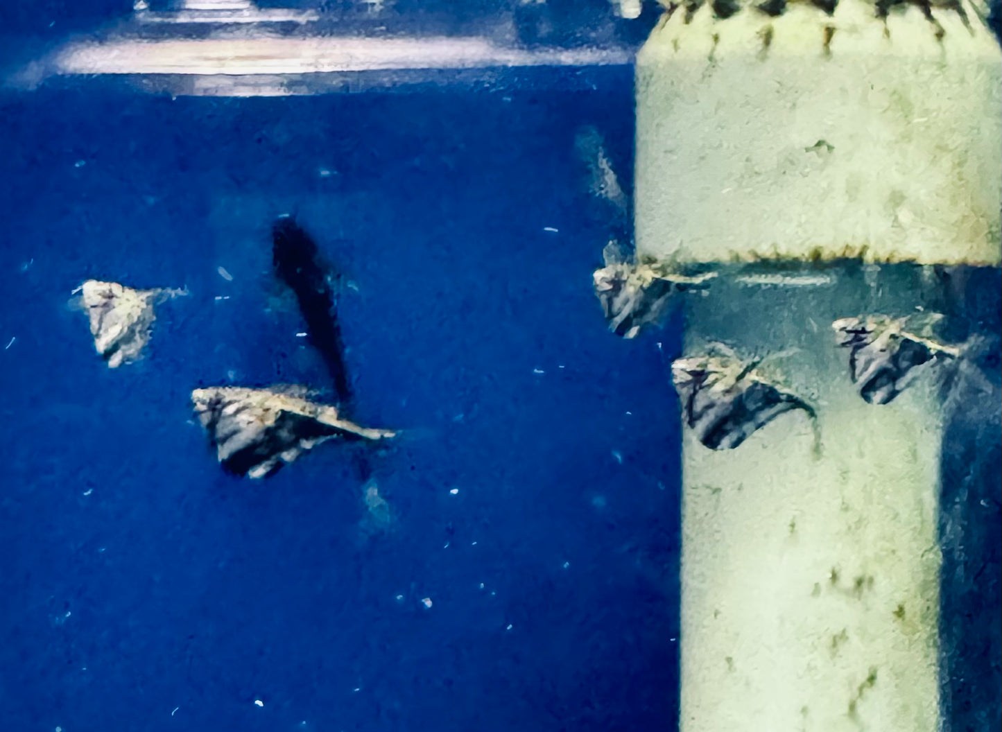 Dark Marble Hatchet Fish (Thoracocharax stellata)