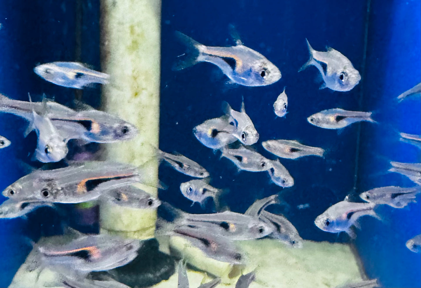 Hengeli Rasbora (Trigonostigma hengeli )
