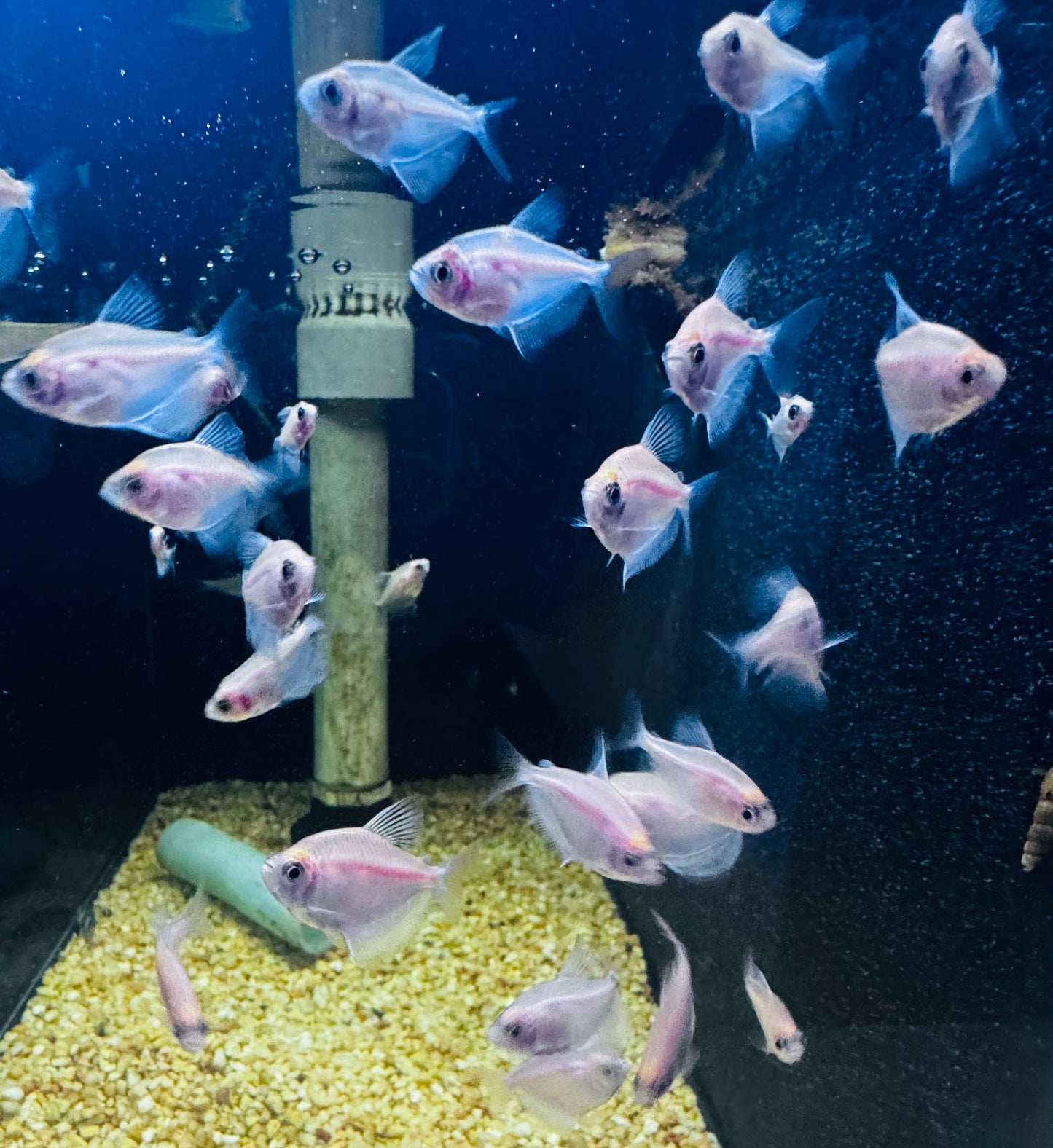 White Widow Tetra (Gymnocorymbus Ternetzi)
