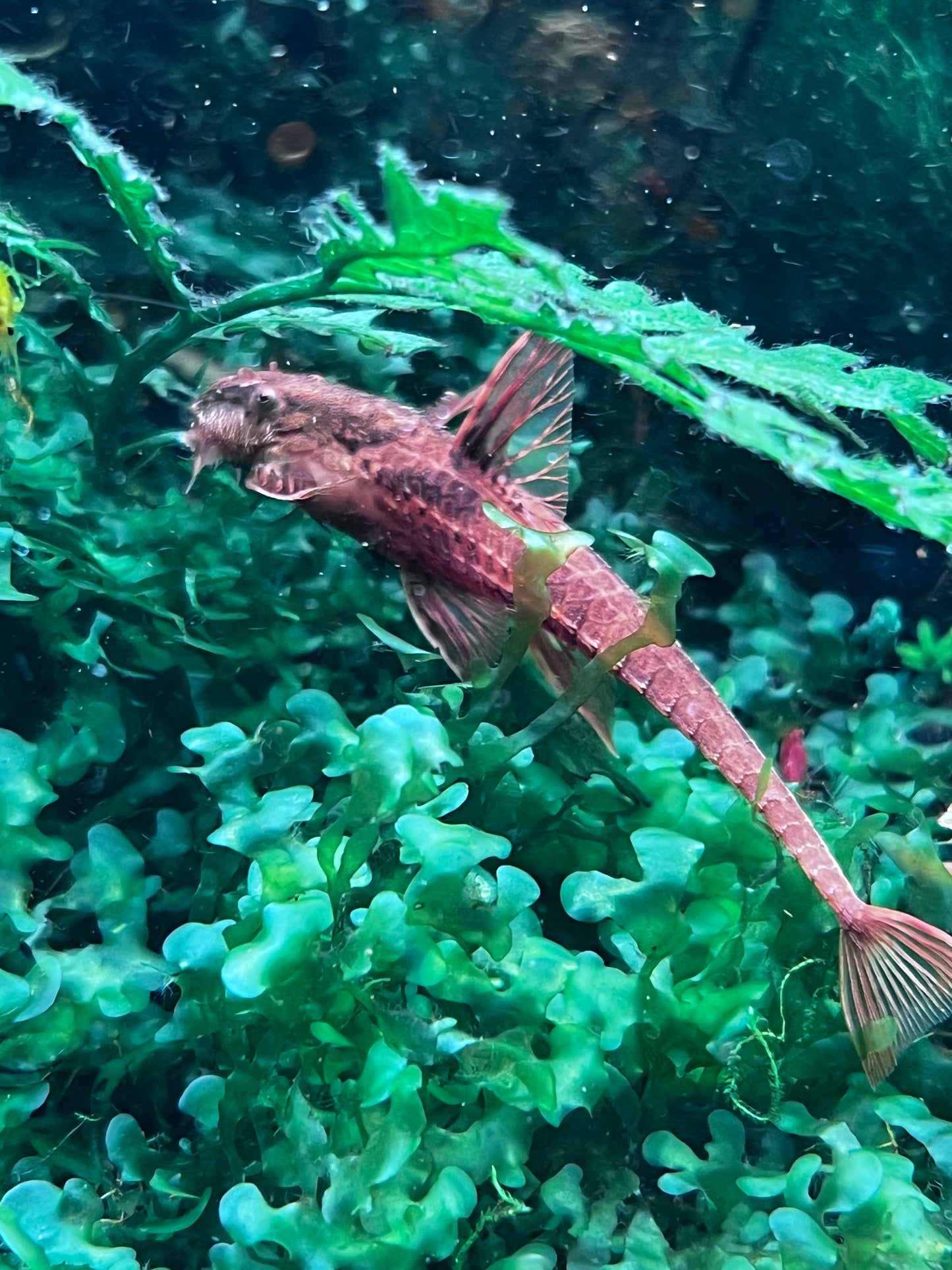 Red Whiptail Catfish (Rineloricaria sp L010a)