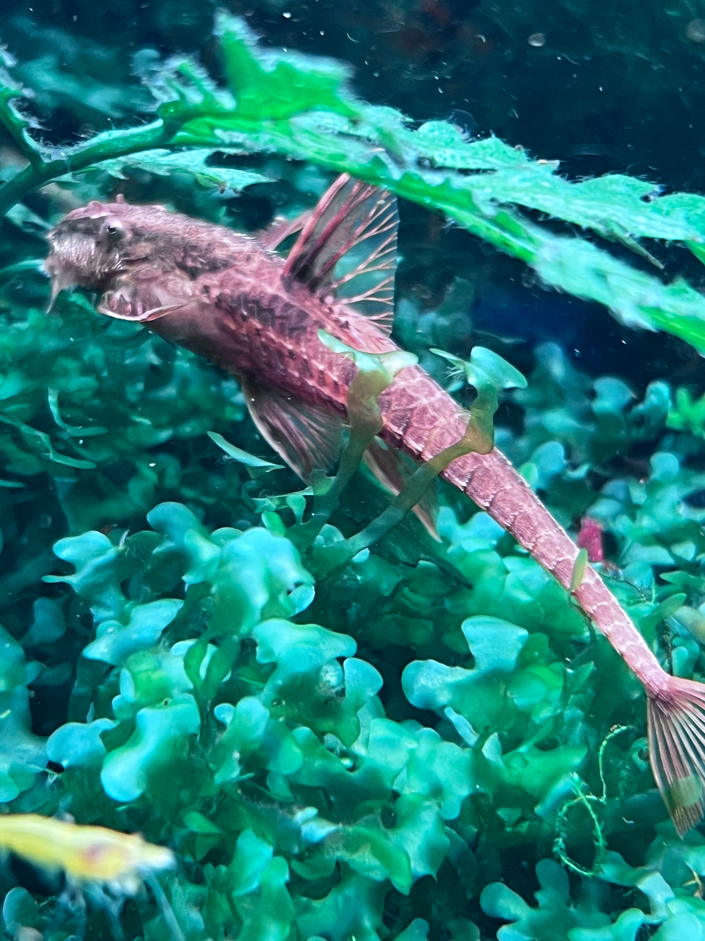 Red Whiptail Catfish (Rineloricaria sp L010a)