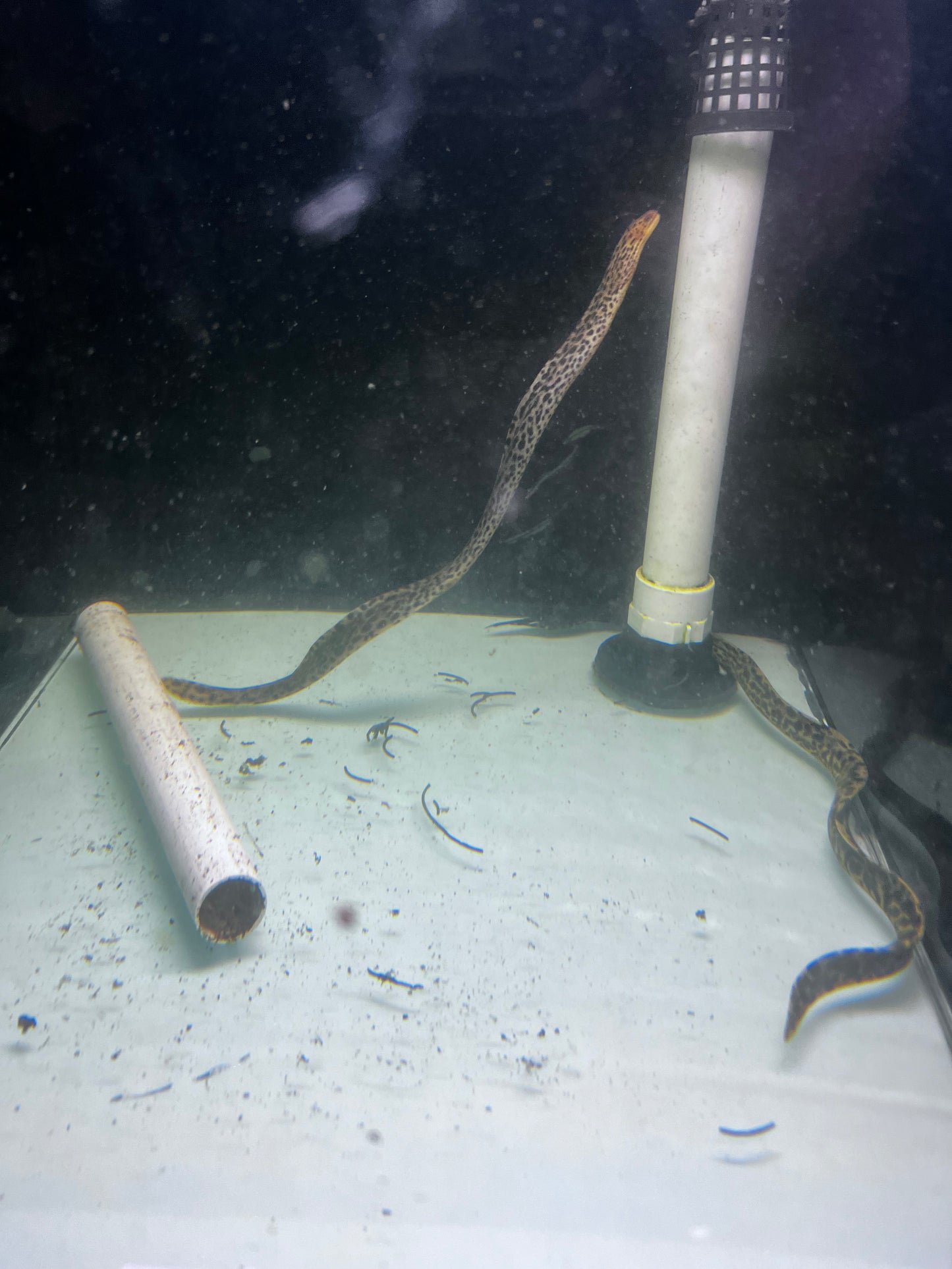 Spotted Leopard Moray Eel freshwater (Gymnothorax Polyuranodon)