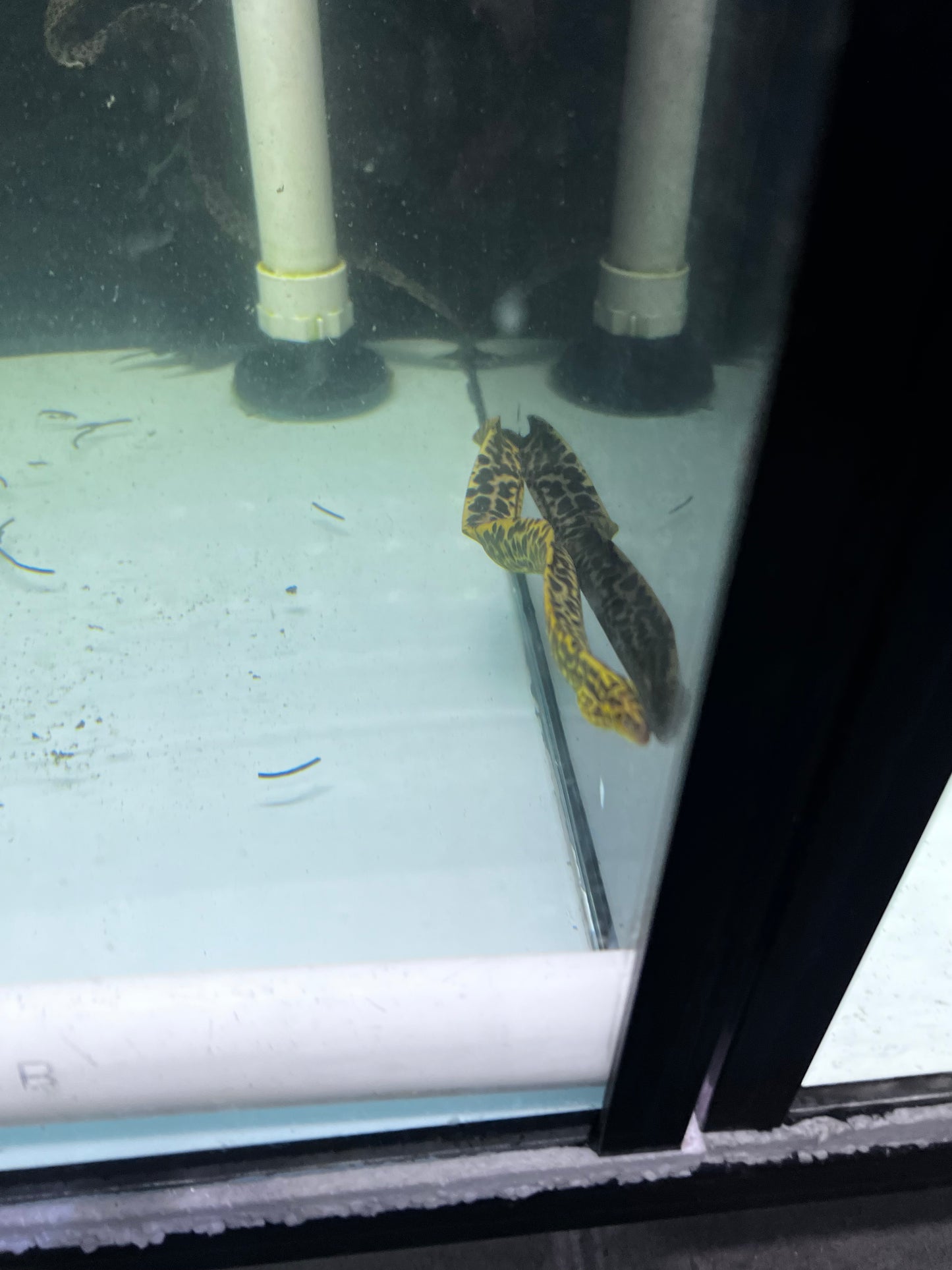 Spotted Leopard Moray Eel freshwater (Gymnothorax Polyuranodon)