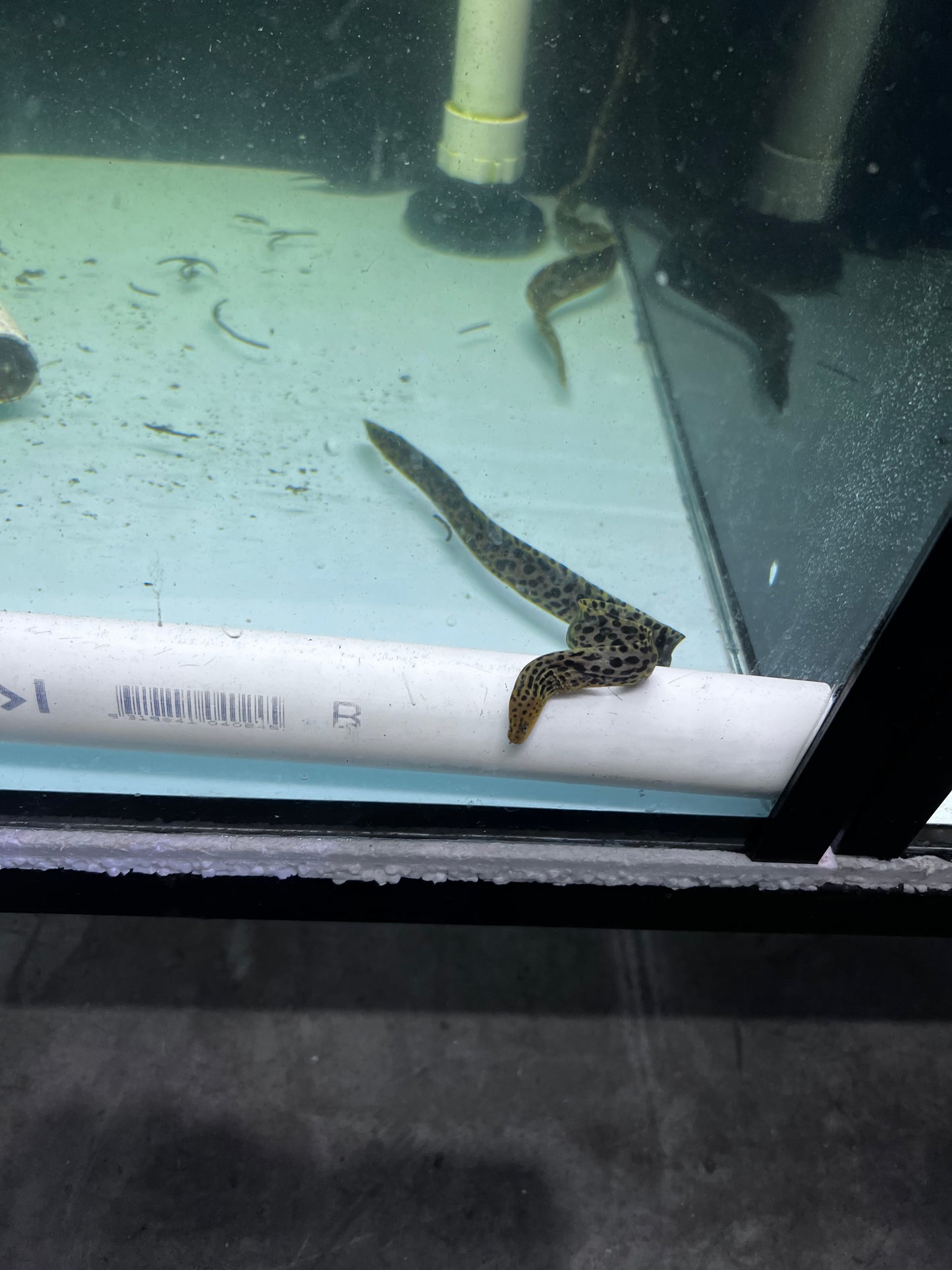 Spotted Leopard Moray Eel freshwater (Gymnothorax Polyuranodon)