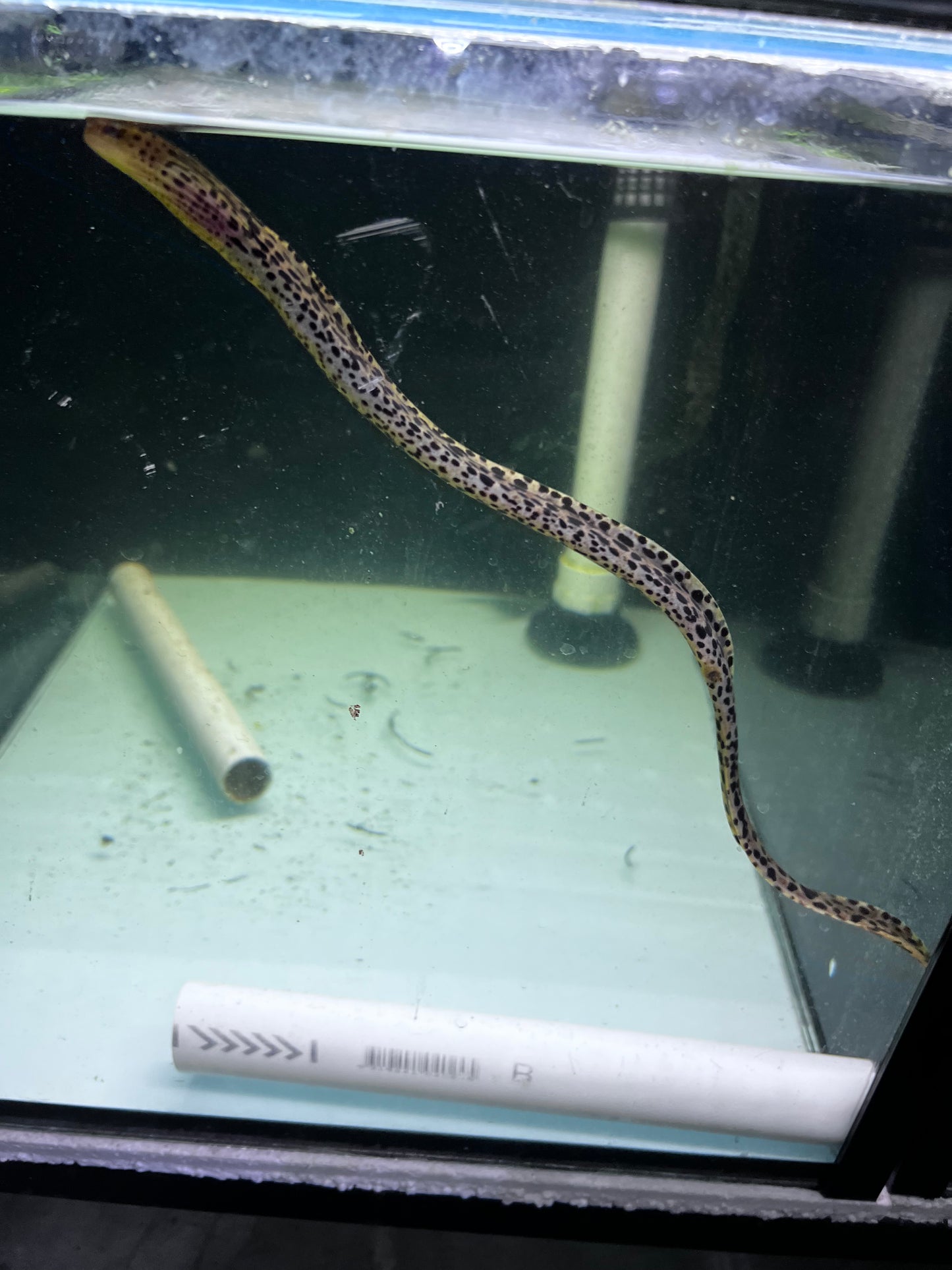 Spotted Leopard Moray Eel freshwater (Gymnothorax Polyuranodon)