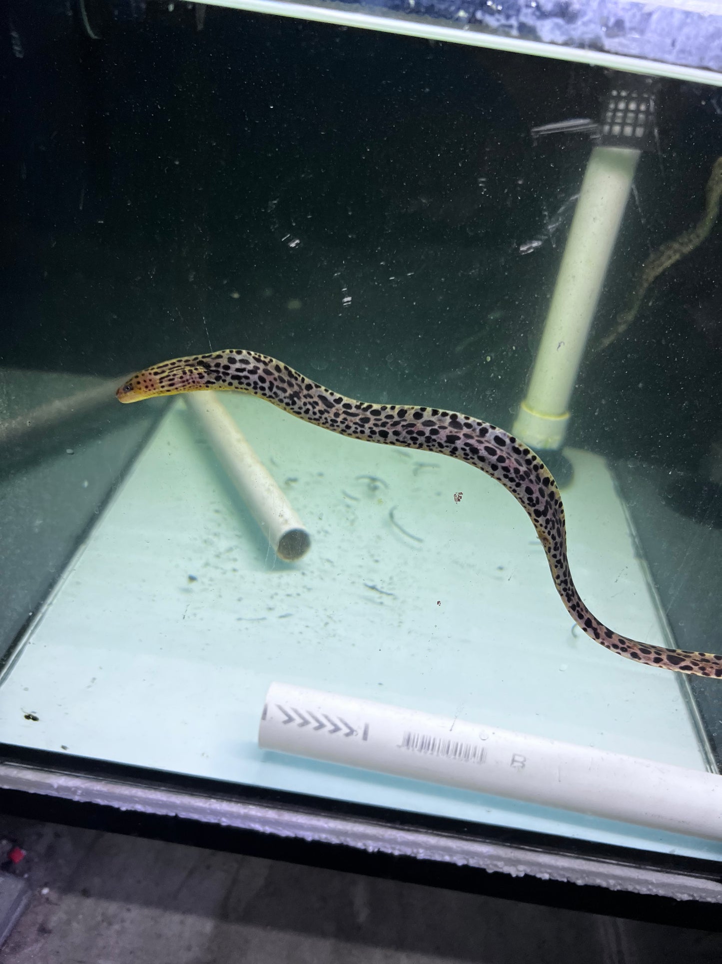 Spotted Leopard Moray Eel freshwater (Gymnothorax Polyuranodon)