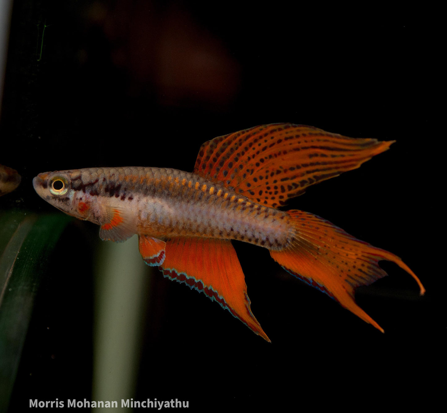 Aphyosemion bivittatum-lagos (Aphyosemion Bivittatum)