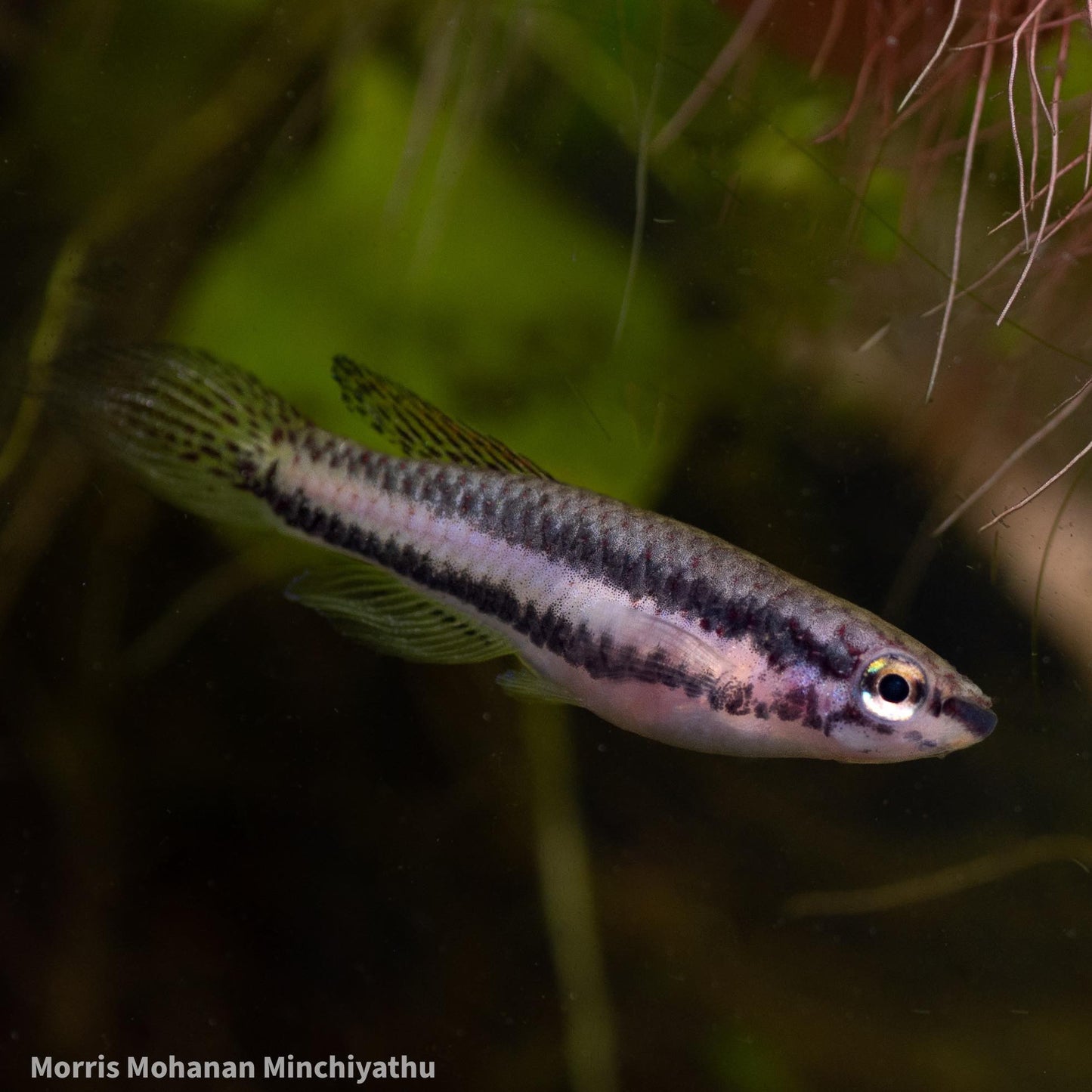 Aphyosemion bivittatum-lagos (Aphyosemion Bivittatum)