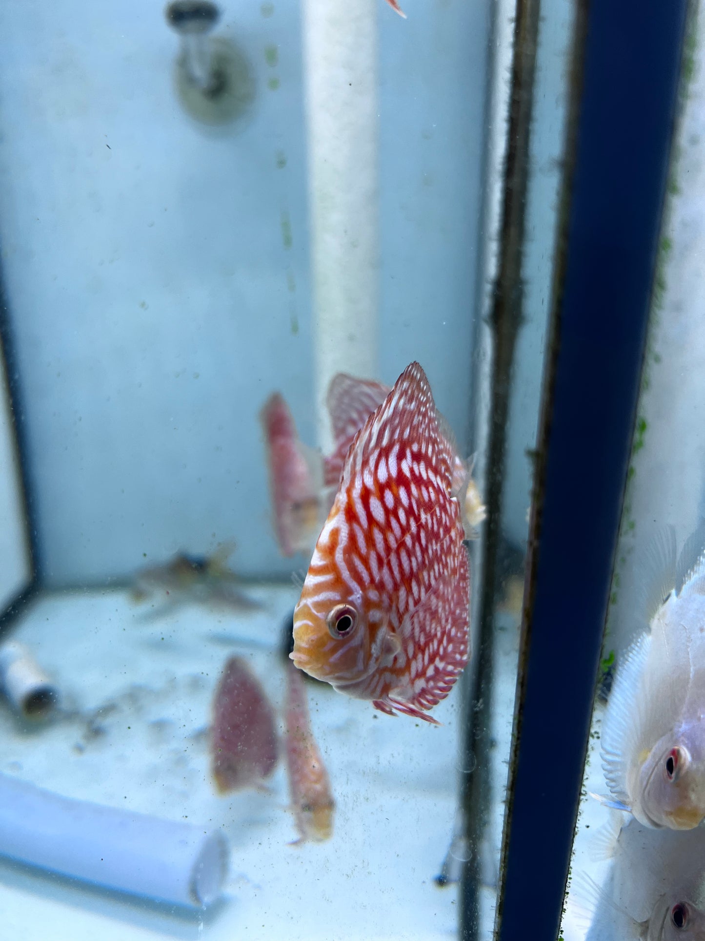 Red rafflesia Discus (Symphysodon sp.)