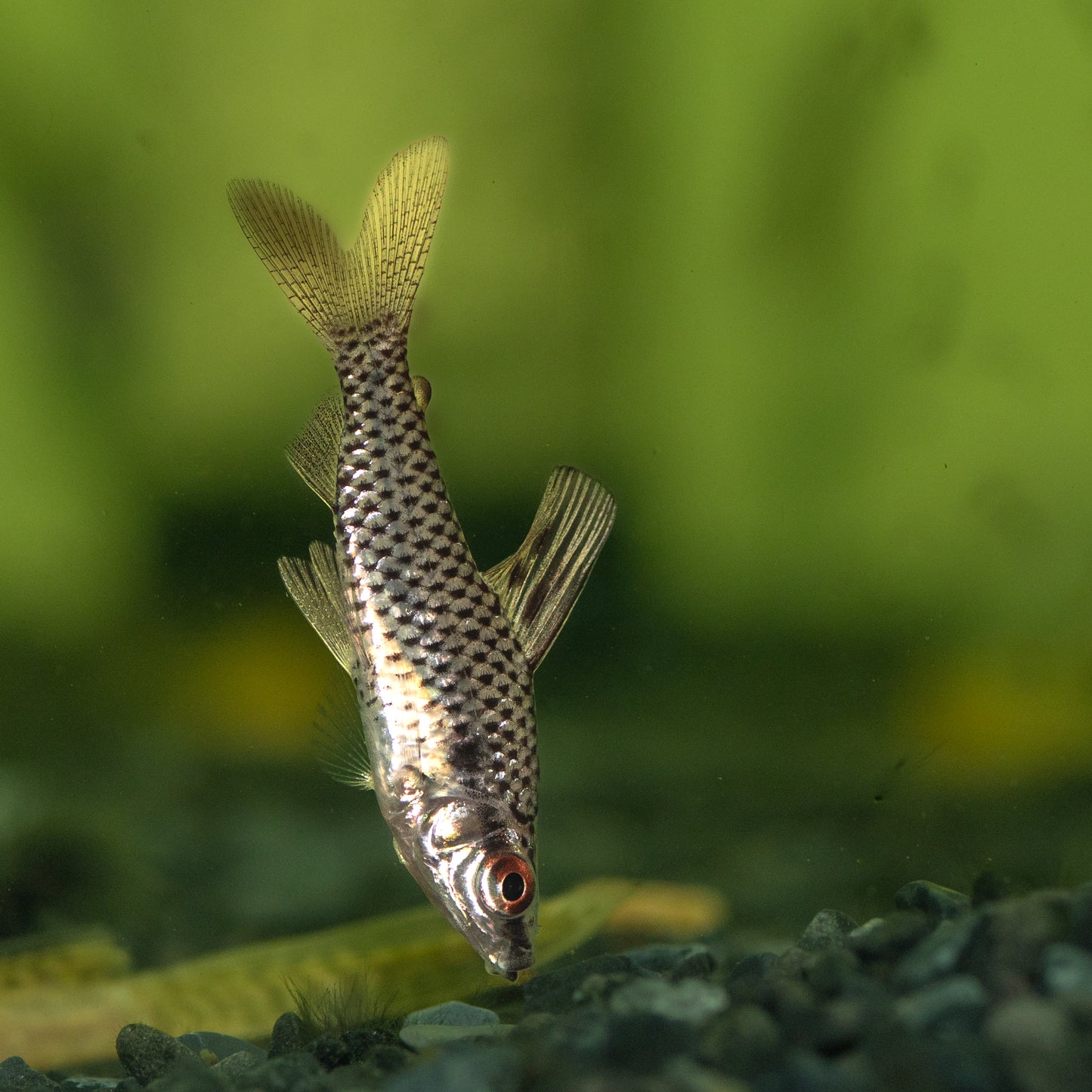 Spotted Headstander ( Chilodus punctatus )
