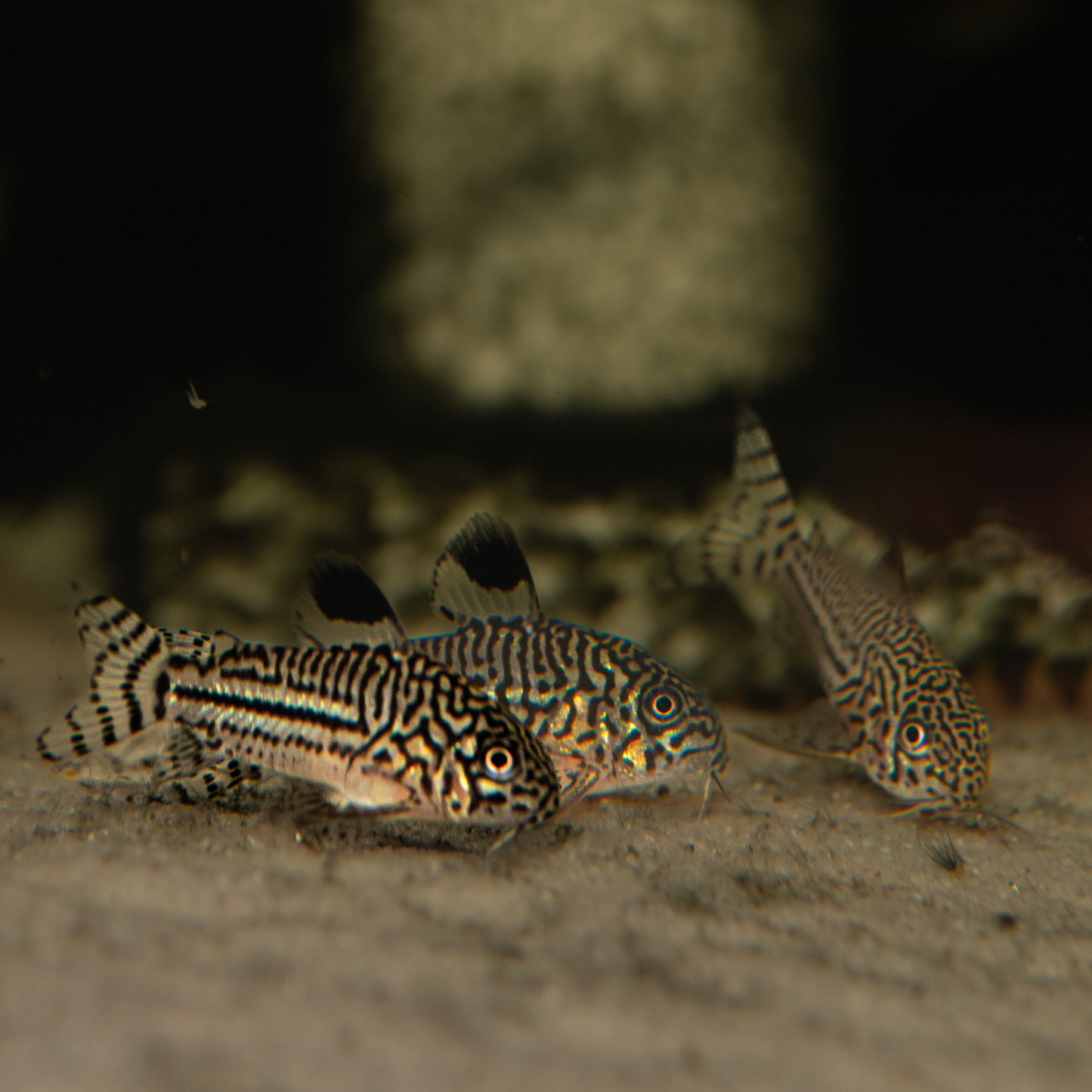Julii (Corydoras trilineatus)