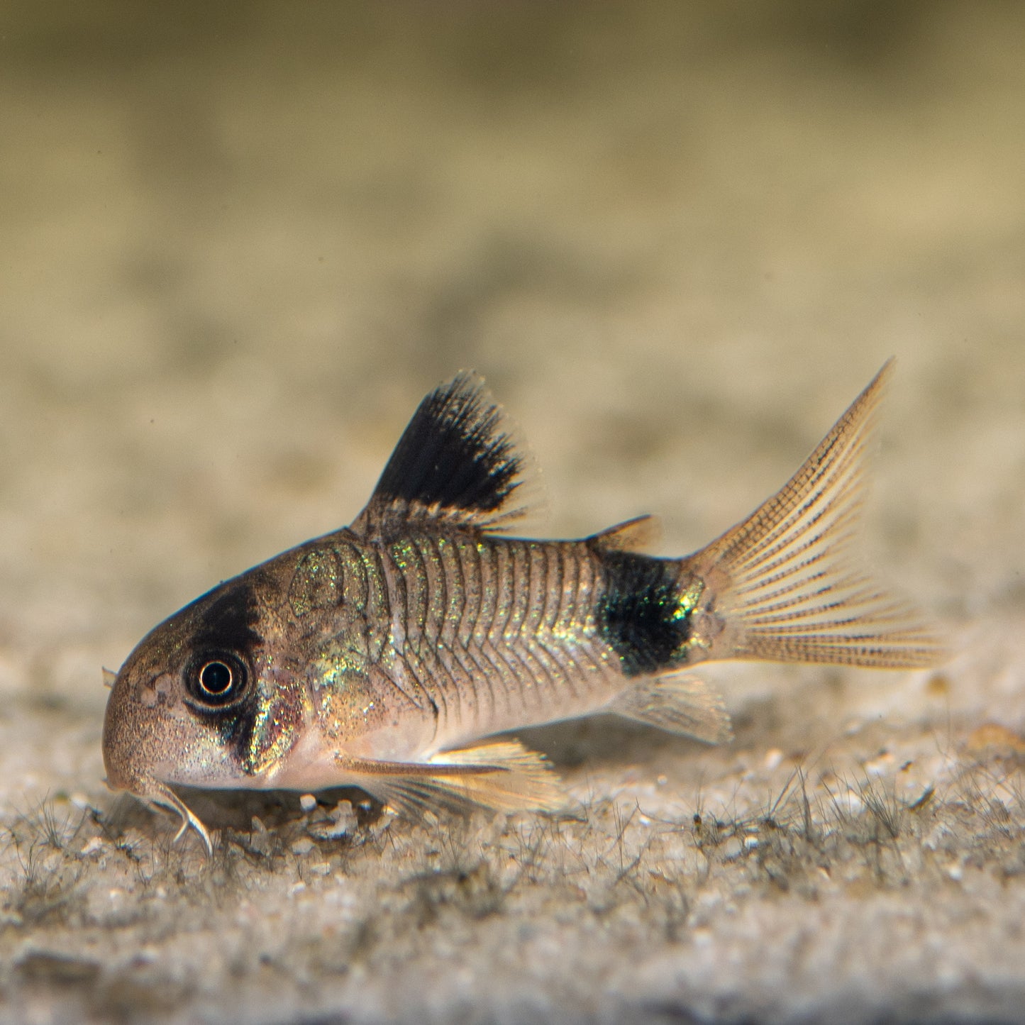 Panda Corydoras (Corydoras panda)
