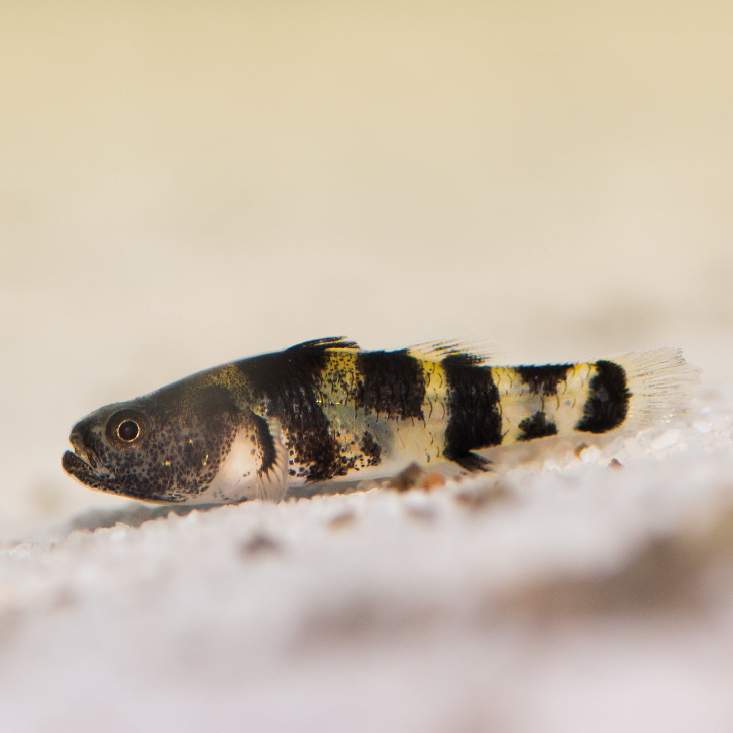 Bumblebee Goby (Brachygobius mekongensis)