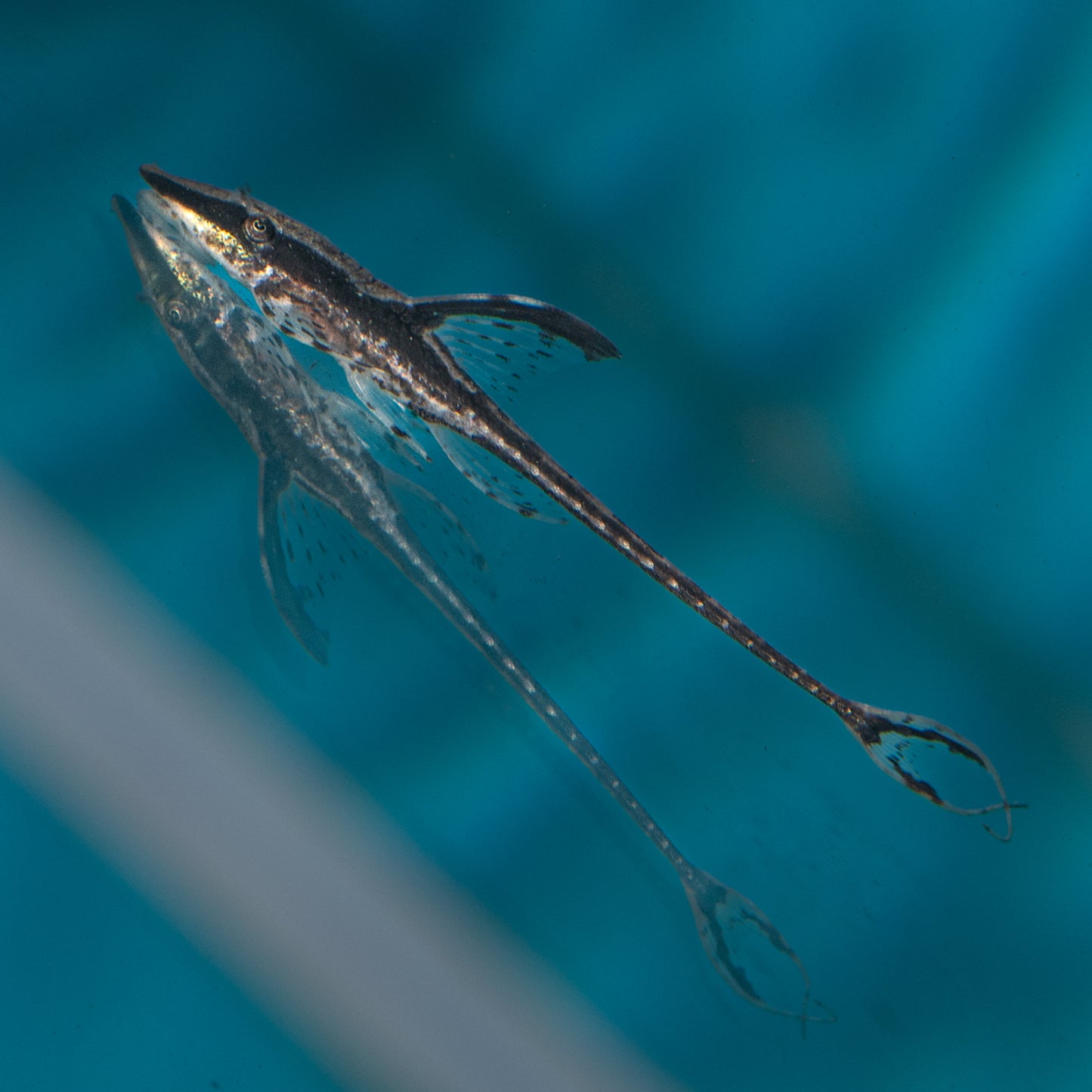 Royal Whiptail Catfish (Sturisoma panamense)
