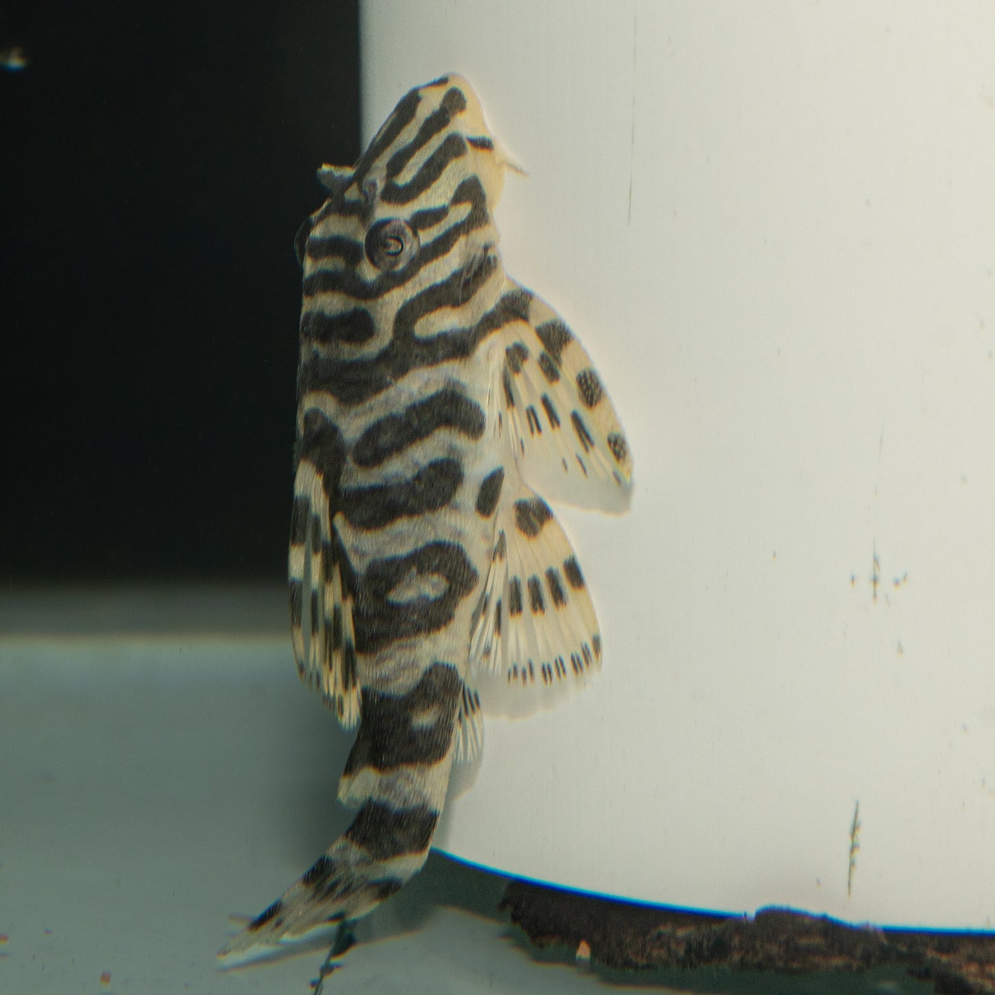 L134 Leopard Frog Pleco (Peckoltia Compta)
